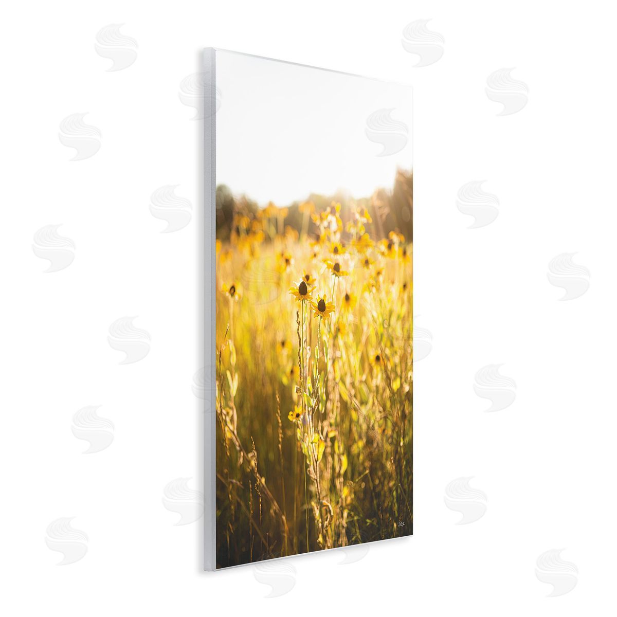 Donnie Quillen Sunlit Daisy Meadow Wooden Wall Plaque Art Print