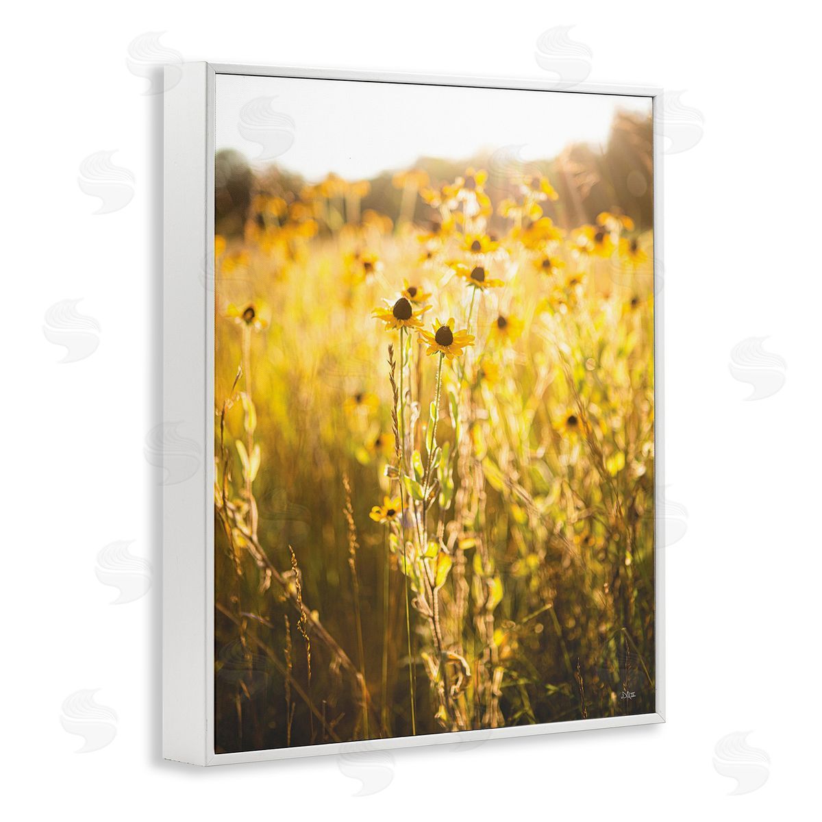 Donnie Quillen Sunlit Daisy Meadow White Framed Giclee Wall Art Print