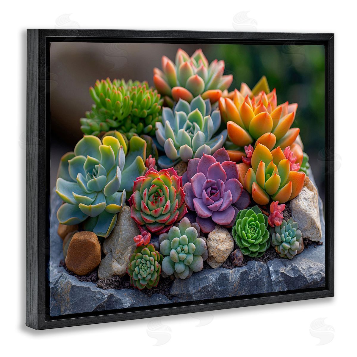 Imagine It Images Varied Succulents Photography Black Floating Frame Canvas Wall Art Print