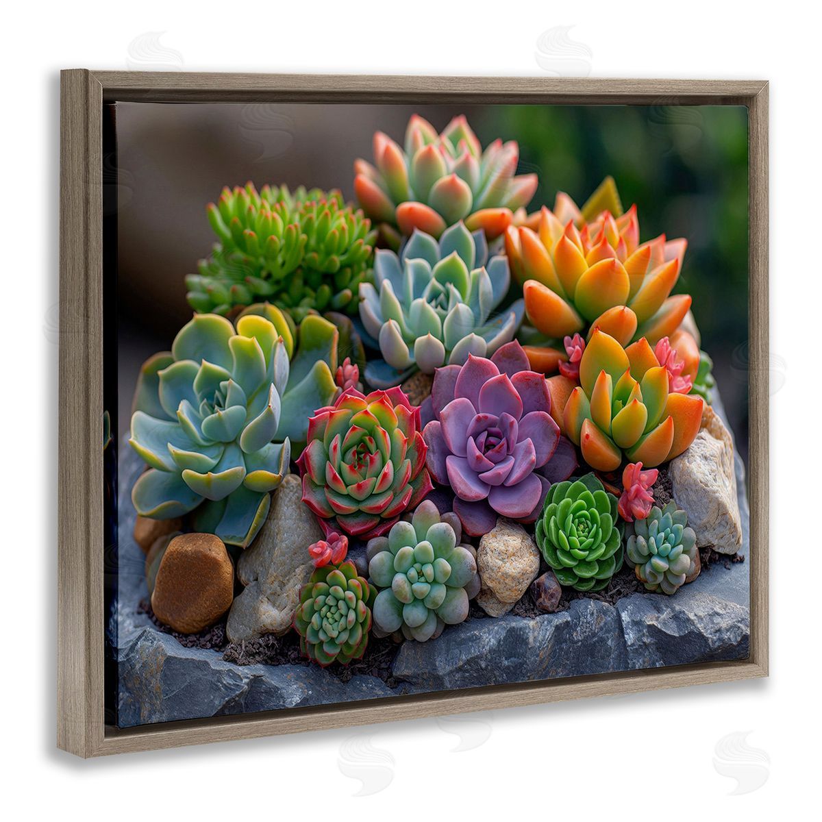 Imagine It Images Varied Succulents Photography Brown Floating Frame Canvas Wall Art Print