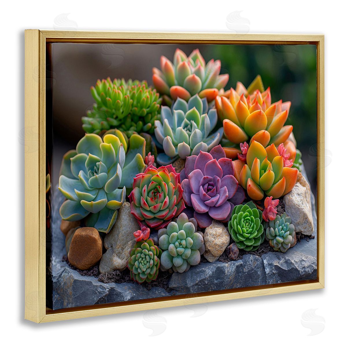 Imagine It Images Varied Succulents Photography Gold Floating Frame Canvas Wall Art Print