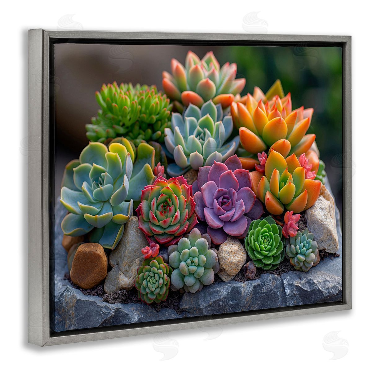 Imagine It Images Varied Succulents Photography Gray Floating Frame Canvas Wall Art Print