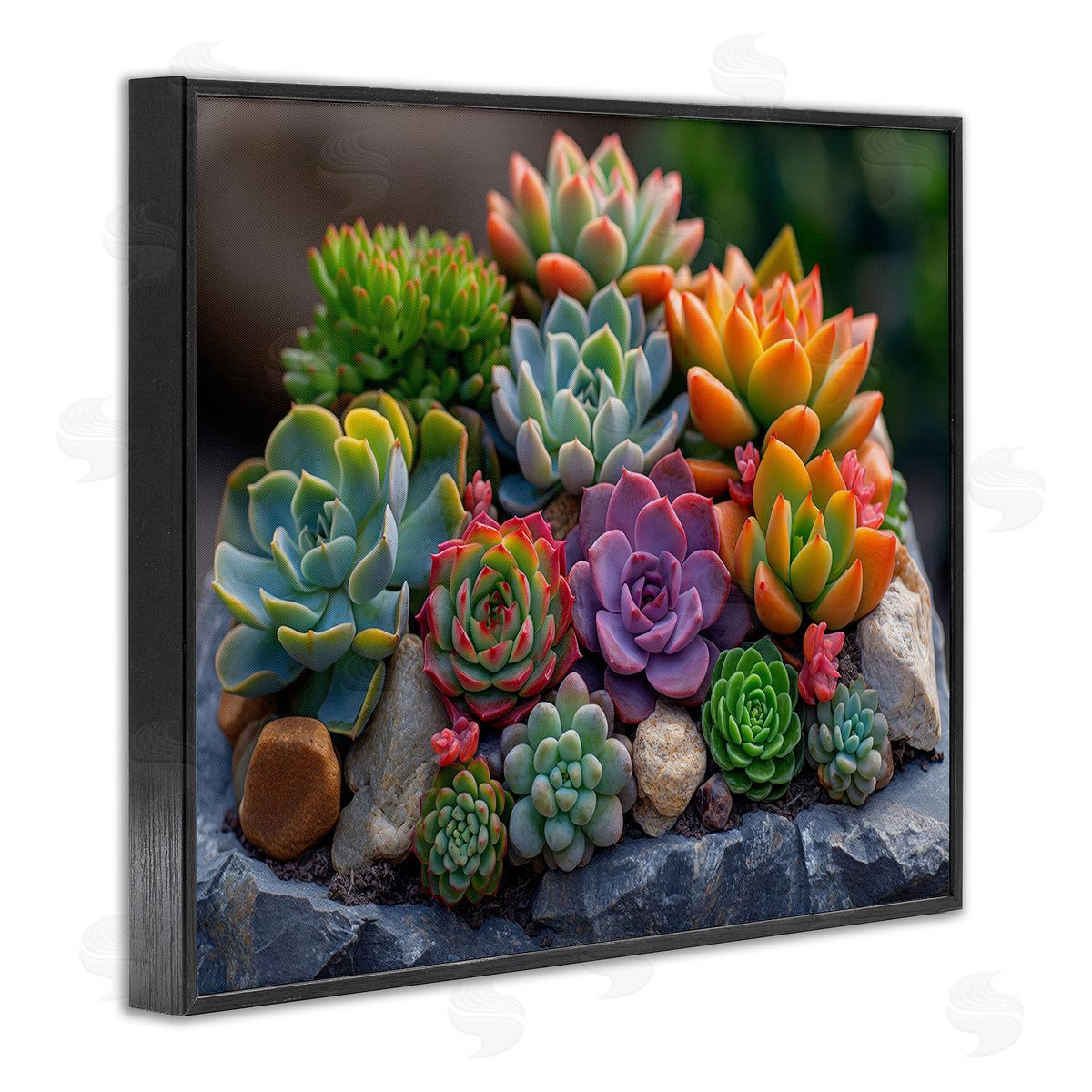 Imagine It Images Varied Succulents Photography Black Framed Giclee Wall Art Print