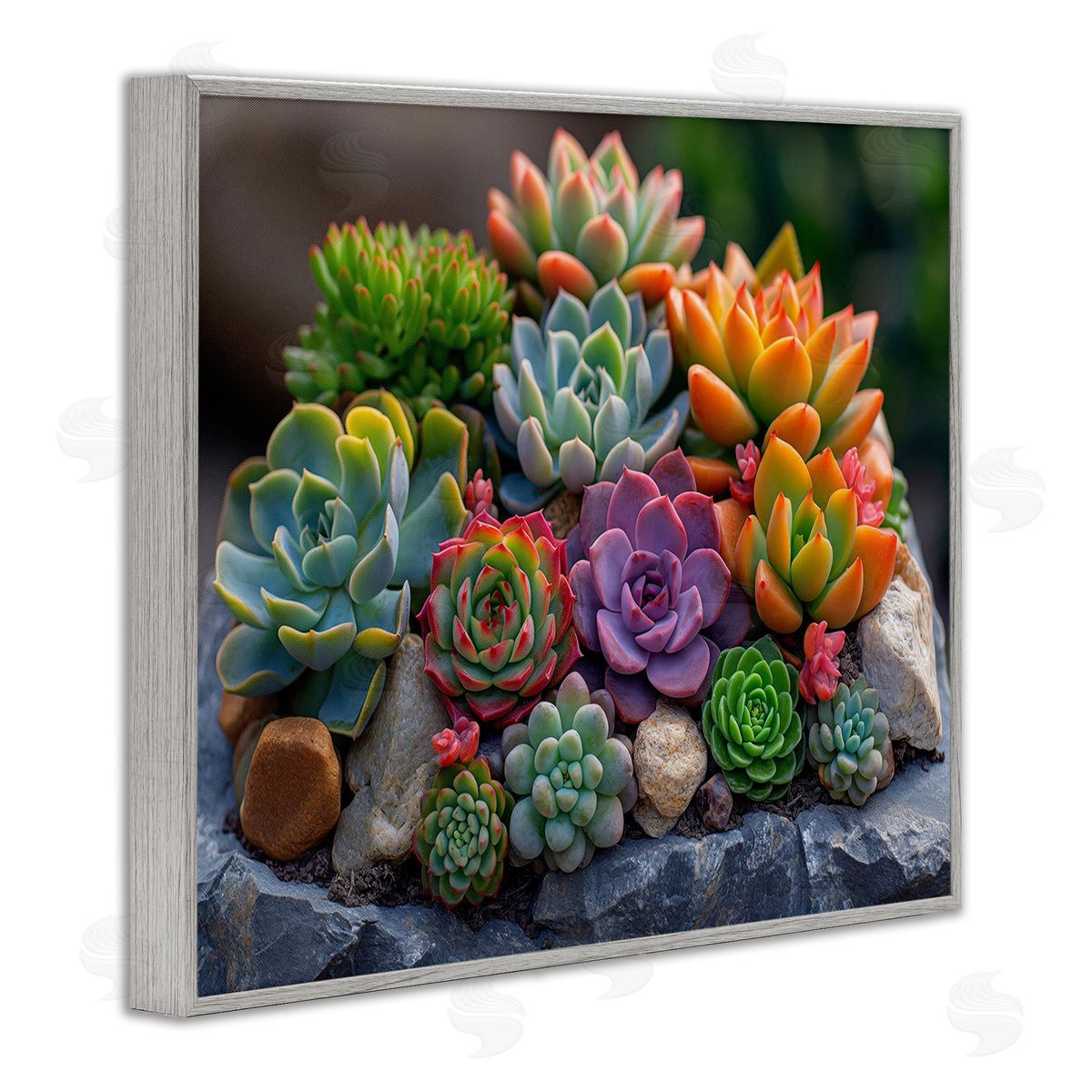 Imagine It Images Varied Succulents Photography Gray Framed Giclee Wall Art Print