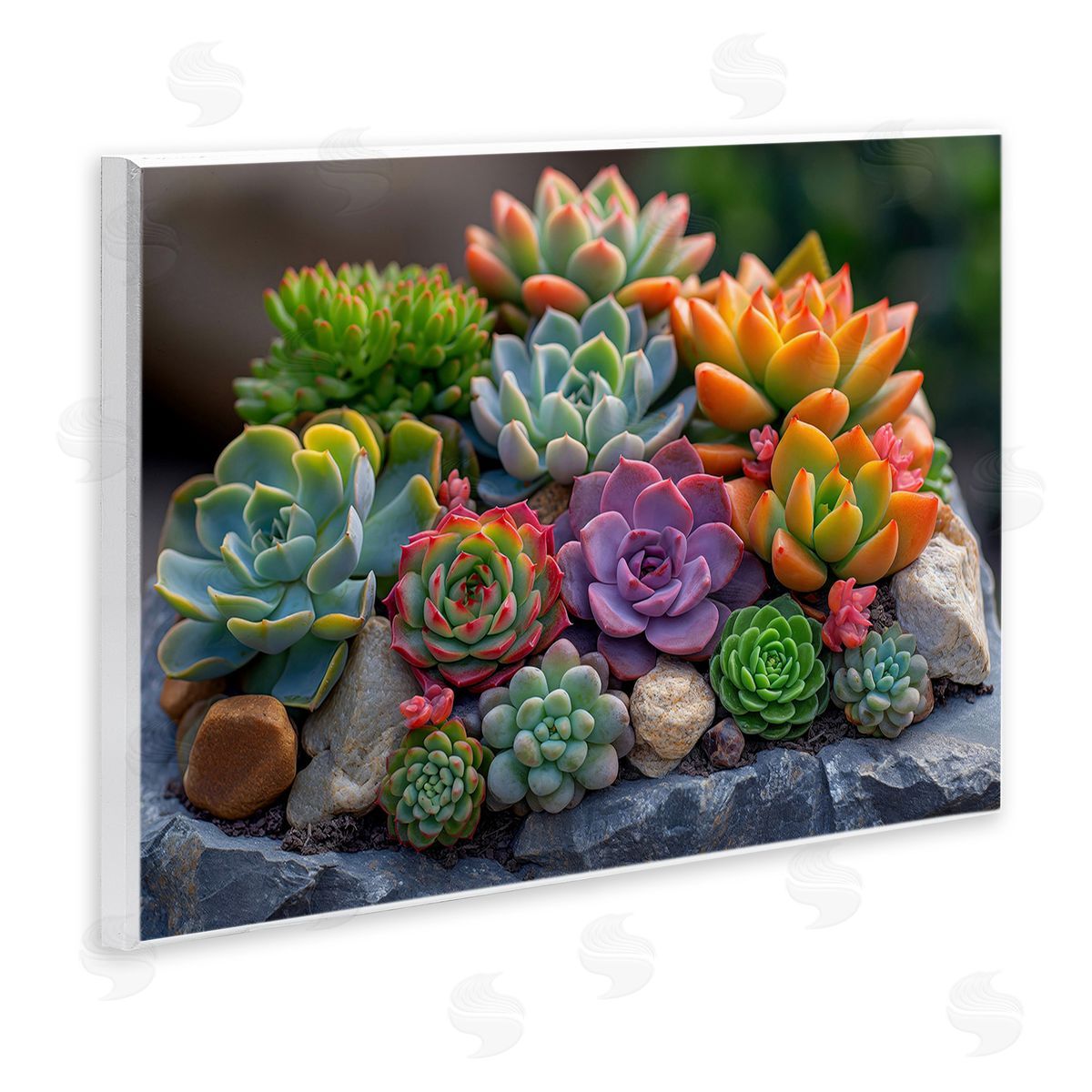 Imagine It Images Varied Succulents Photography Wooden Wall Plaque Art Print
