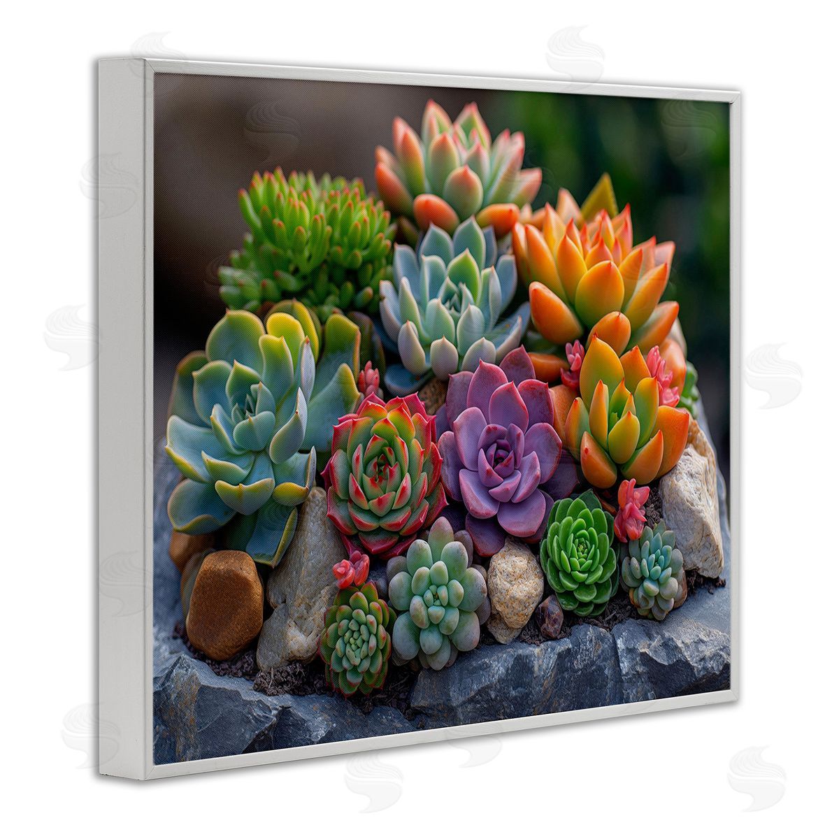 Imagine It Images Varied Succulents Photography White Framed Giclee Wall Art Print