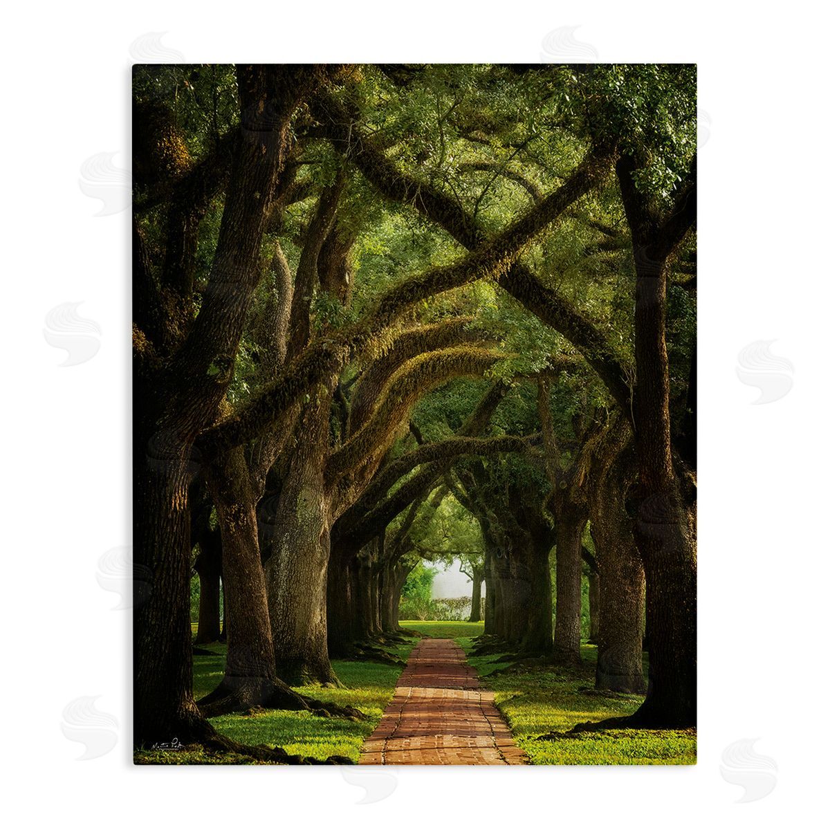 Martin Podt Shadowed Tree Grove Canvas Wall Art Print