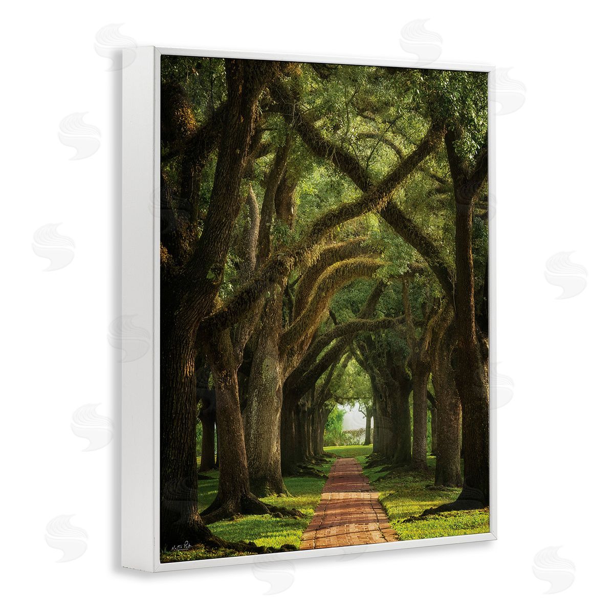Martin Podt Shadowed Tree Grove White Framed Giclee Wall Art Print