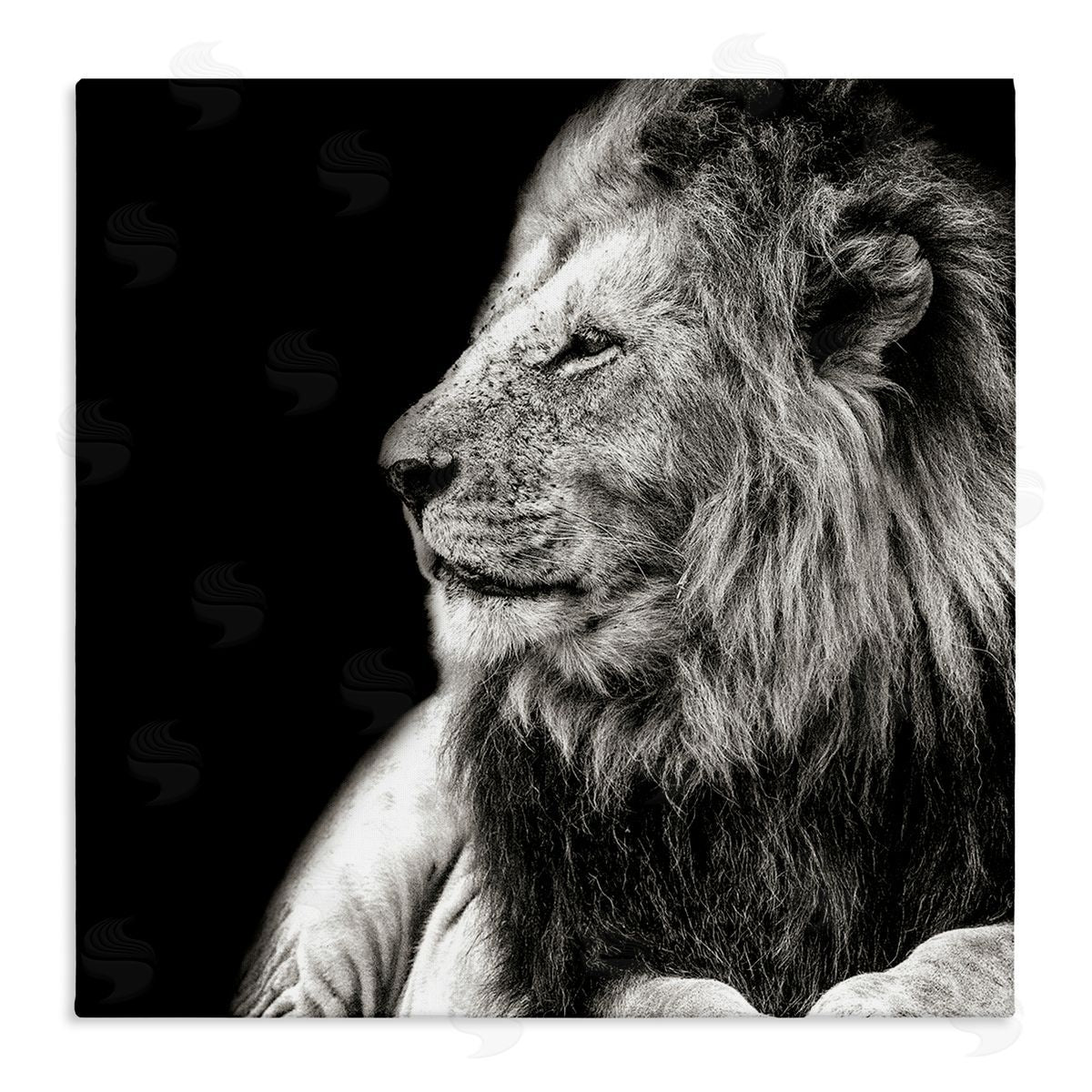 Shelley Lake Lion Portrait on Black Canvas Wall Art Print
