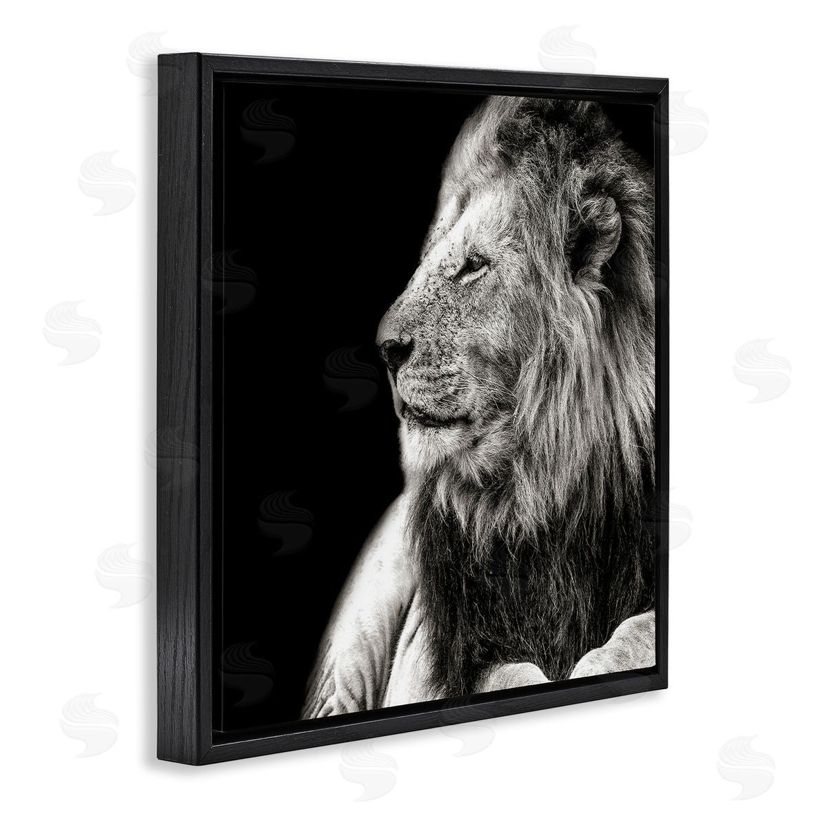 Shelley Lake Lion Portrait on Black Black Floating Frame Canvas Wall Art Print