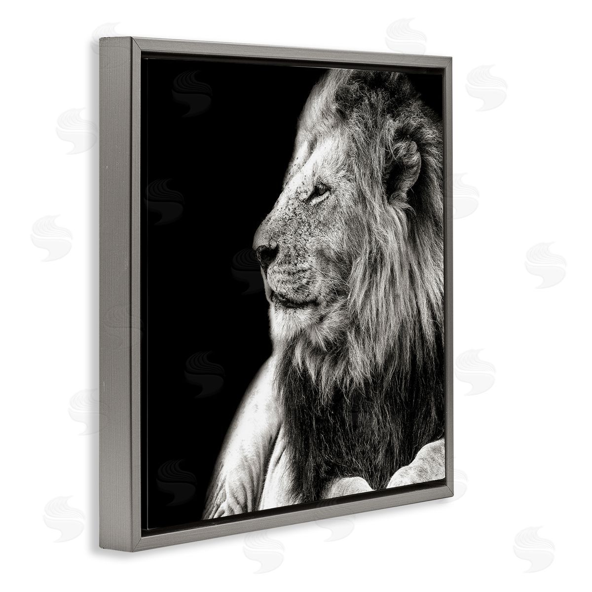Shelley Lake Lion Portrait on Black Gray Floating Frame Canvas Wall Art Print