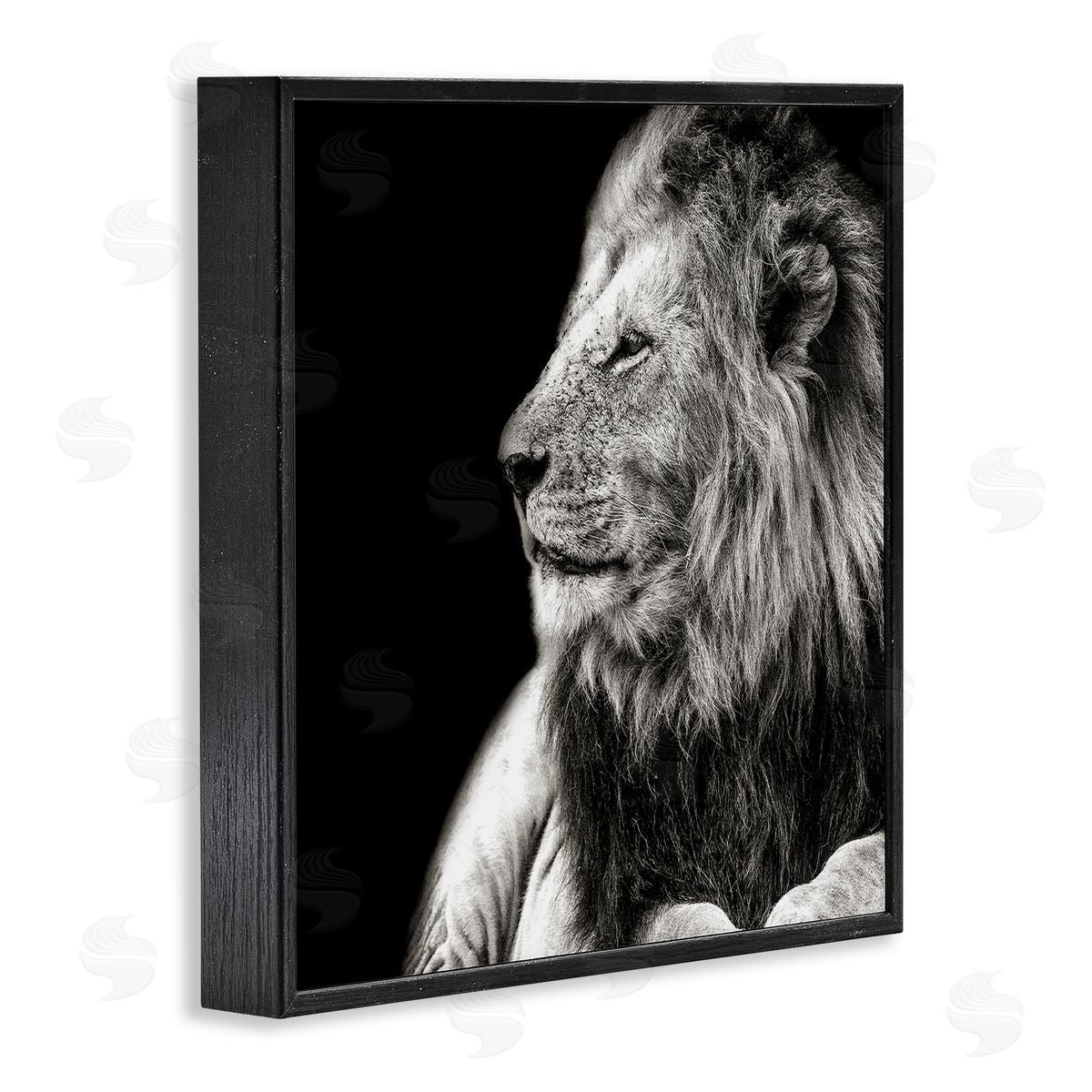 Shelley Lake Lion Portrait on Black Black Framed Giclee Wall Art Print