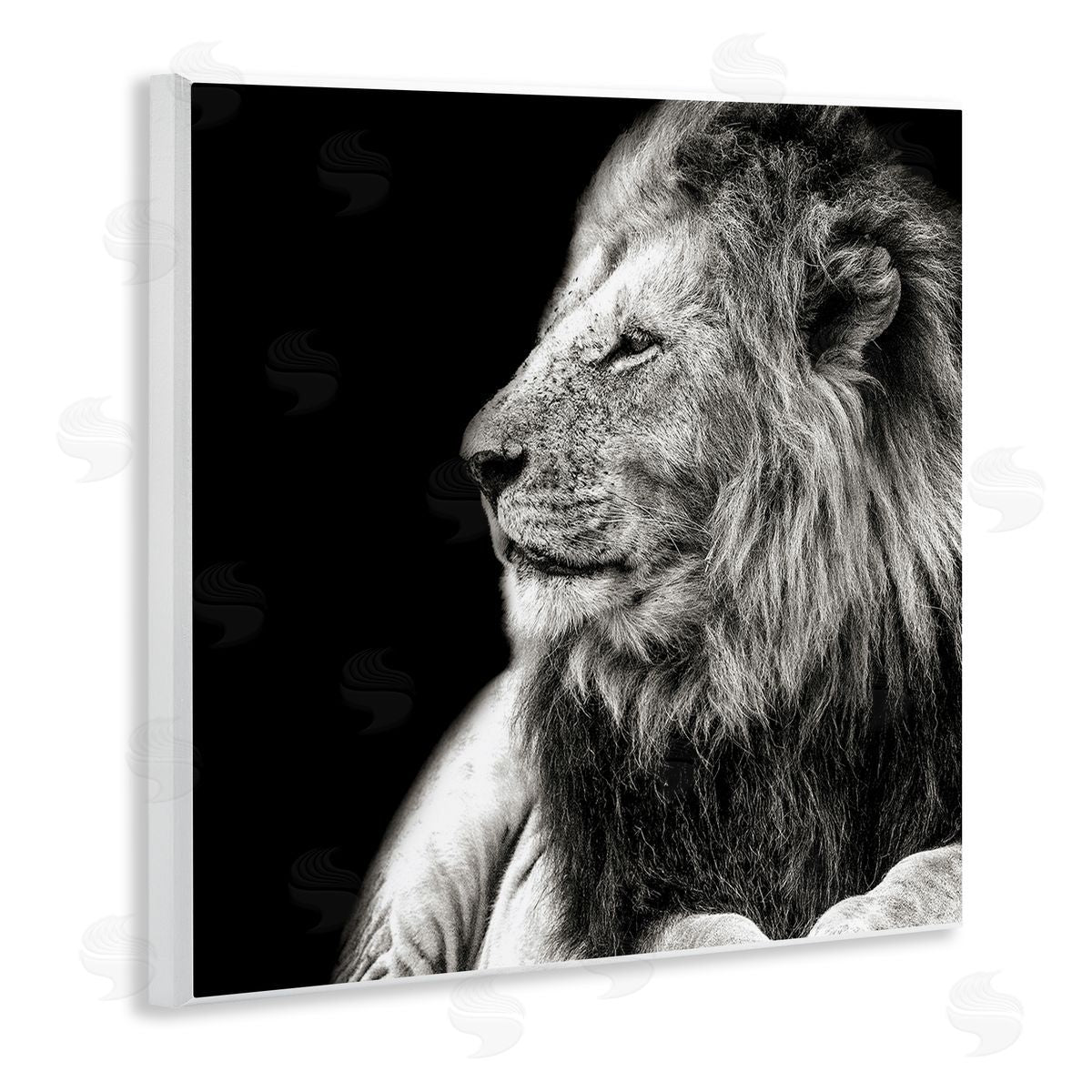 Shelley Lake Lion Portrait on Black Wooden Wall Plaque Art Print