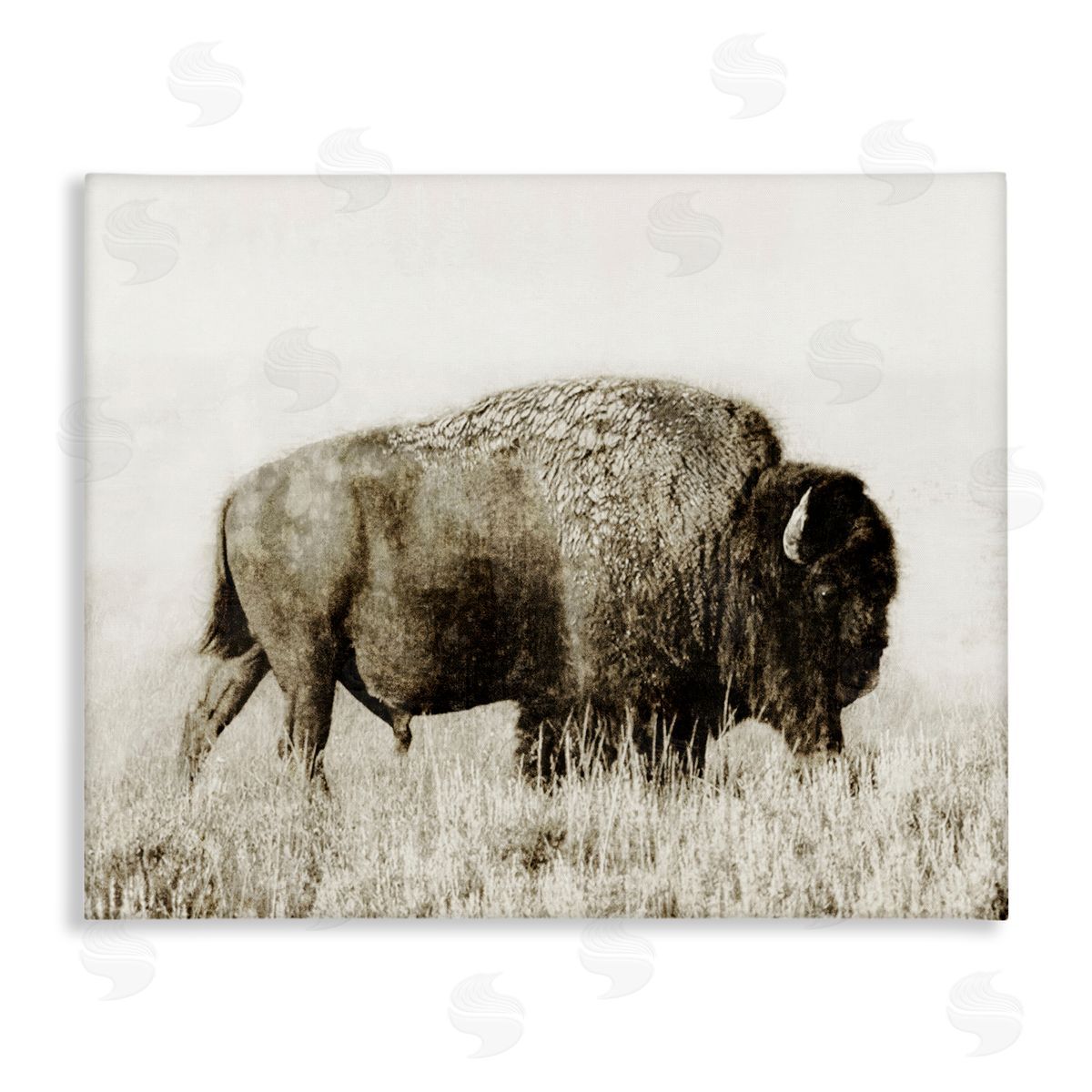 Dan Meneely Bison Grazing in Field Canvas Wall Art Print