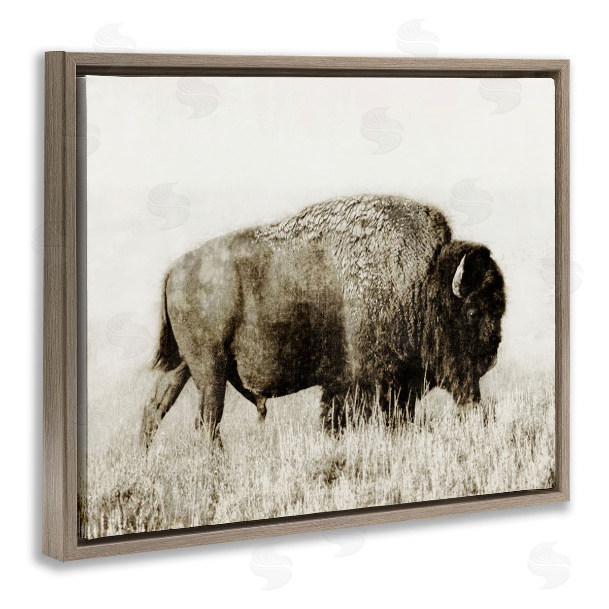 Dan Meneely Bison Grazing in Field Brown Floating Frame Canvas Wall Art Print