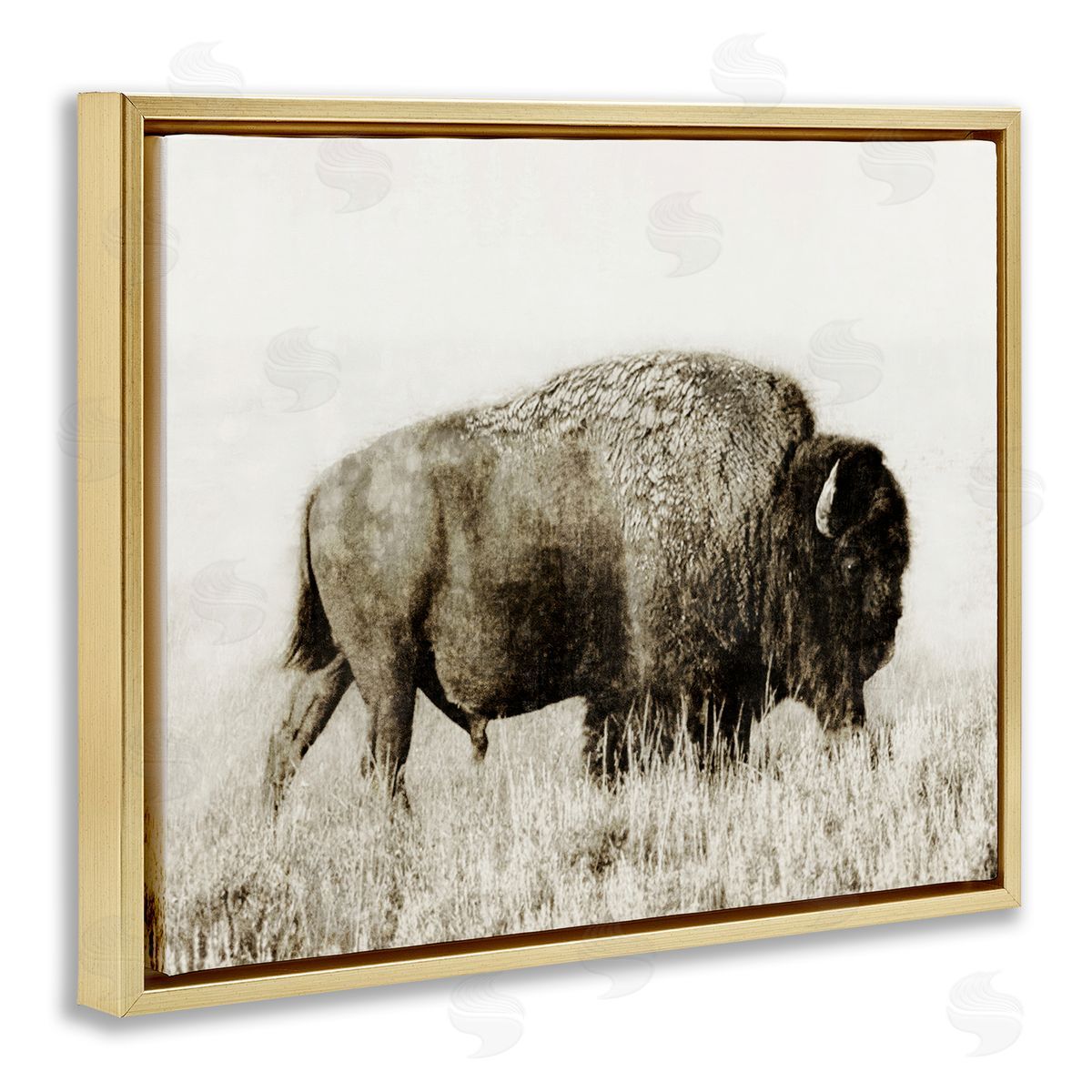 Dan Meneely Bison Grazing in Field Gold Floating Frame Canvas Wall Art Print
