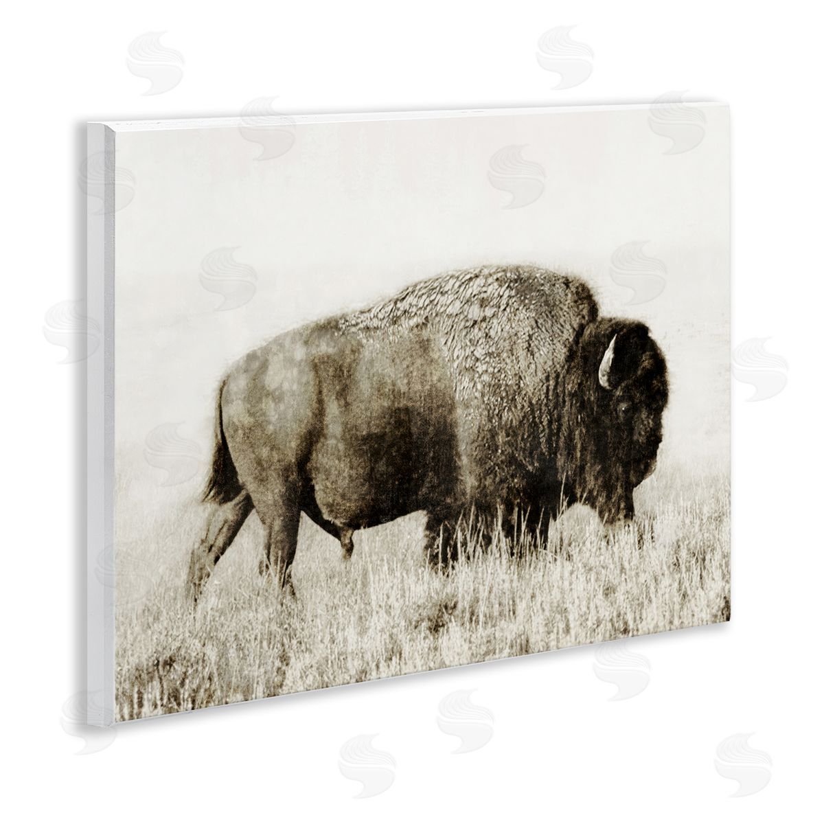 Dan Meneely Bison Grazing in Field Wooden Wall Plaque Art Print