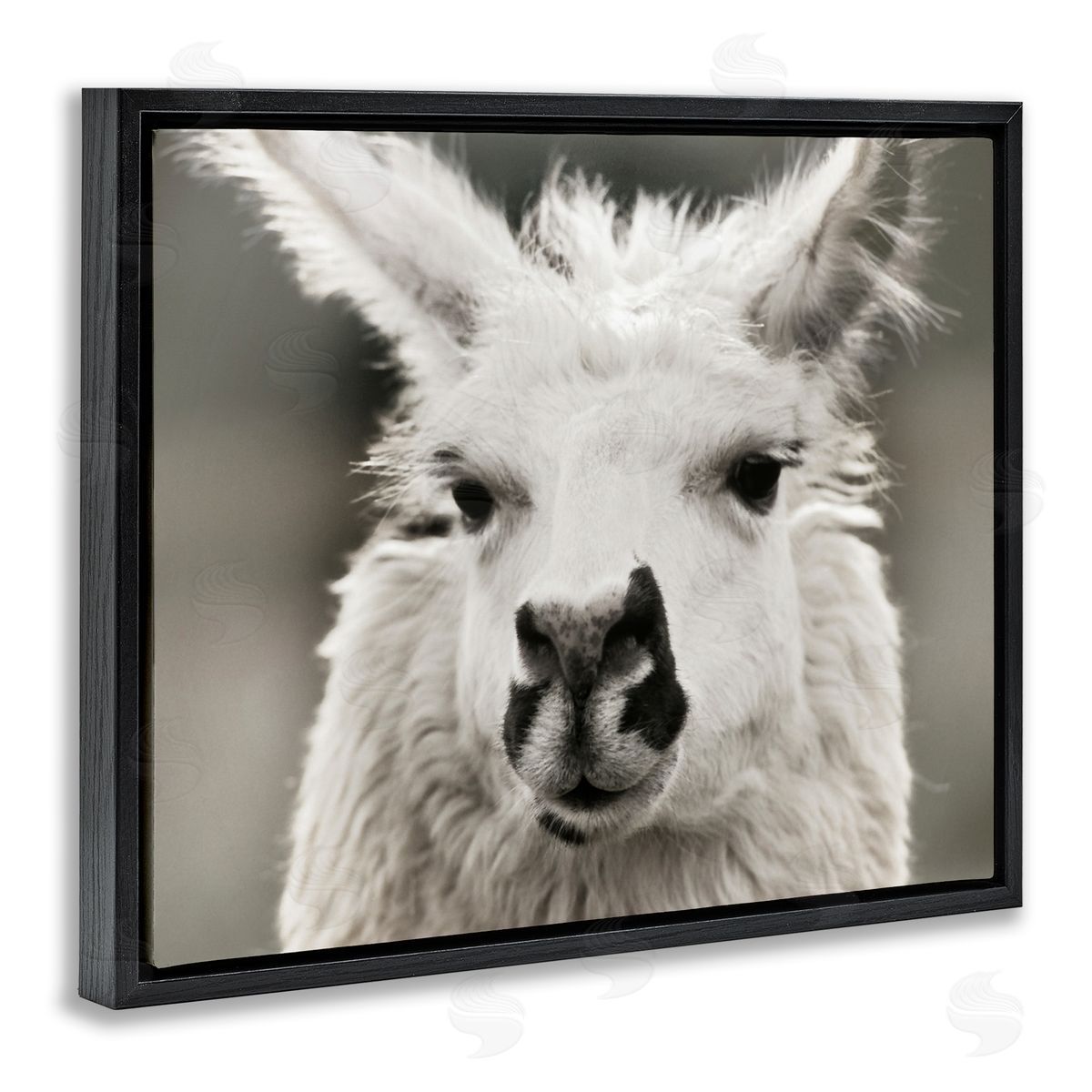 Llama Gazing Portrait Black Floating Frame Canvas Wall Art, Home Decor by Danita Delimont