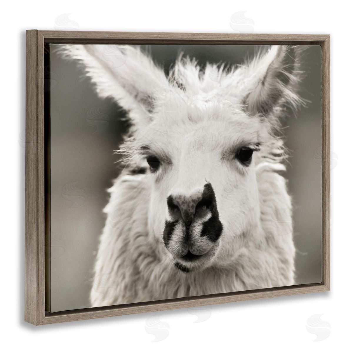 Llama Gazing Portrait Brown Floating Frame Canvas Wall Art, Home Decor by Danita Delimont