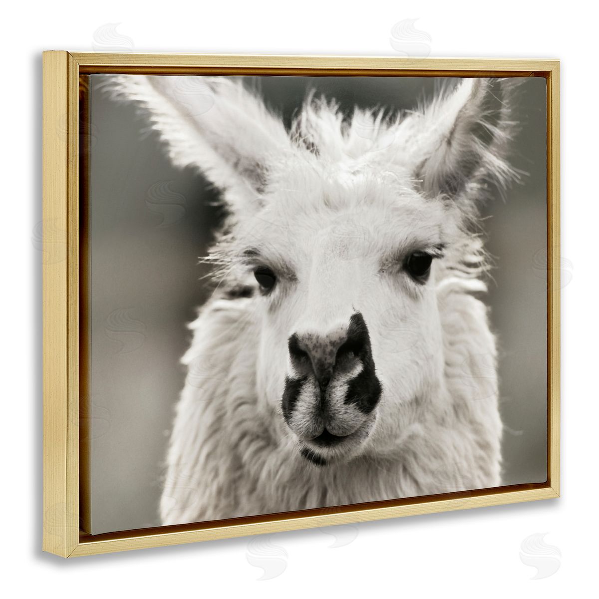 Llama Gazing Portrait Gold Floating Frame Canvas Wall Art, Home Decor by Danita Delimont