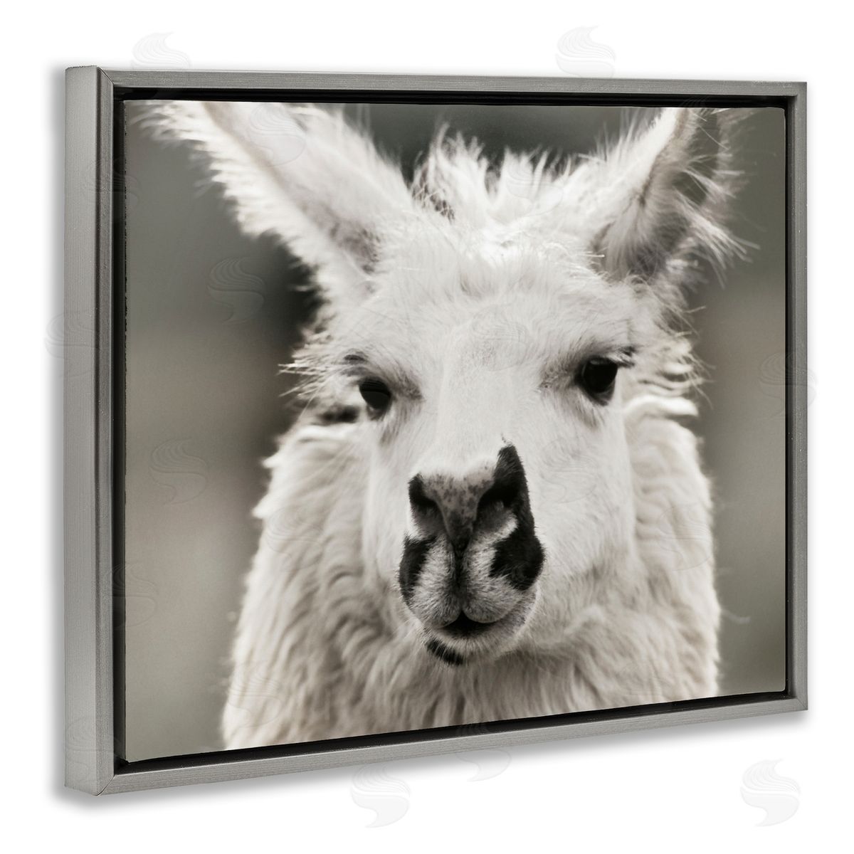 Llama Gazing Portrait Grey Floating Frame Canvas Wall Art, Home Decor by Danita Delimont