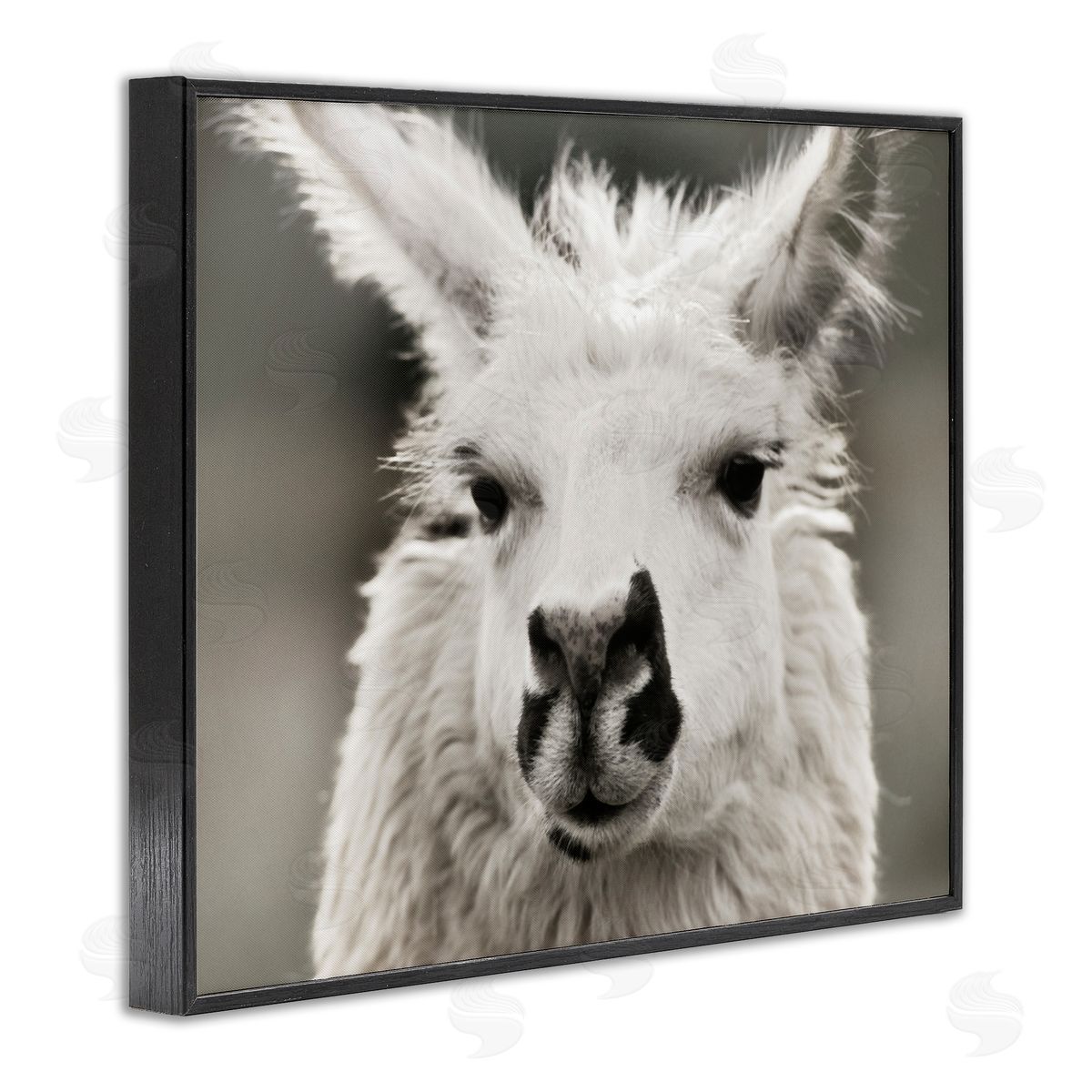 Llama Gazing Portrait Black Frame Print Wall Art, Home Decor by Danita Delimont
