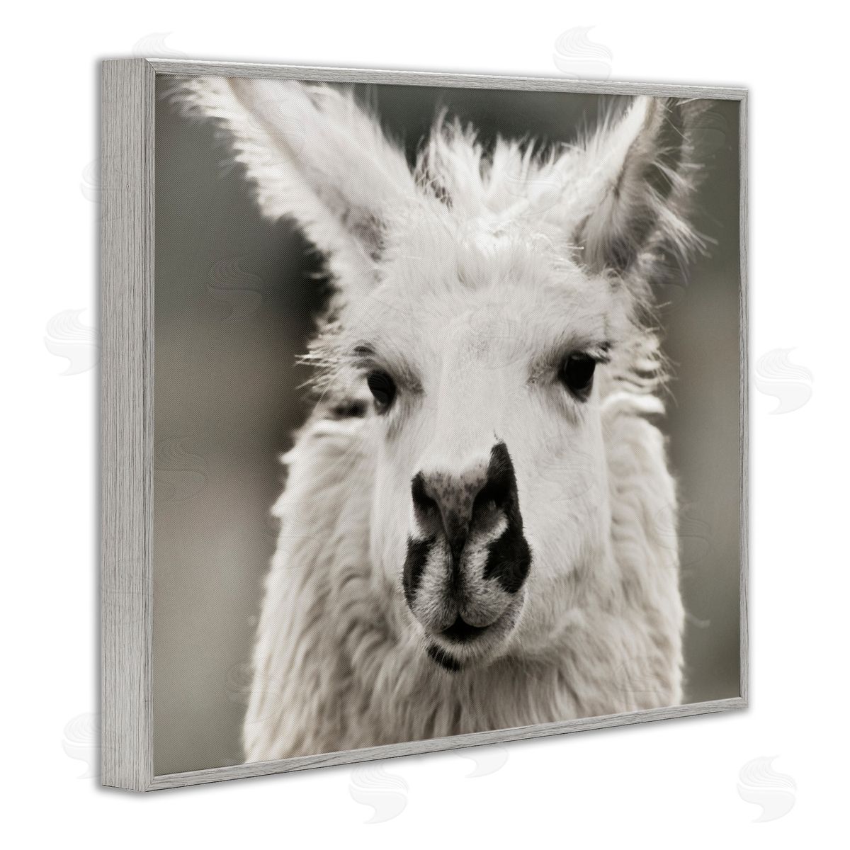 Llama Gazing Portrait Grey Frame Print Wall Art, Home Decor by Danita Delimont