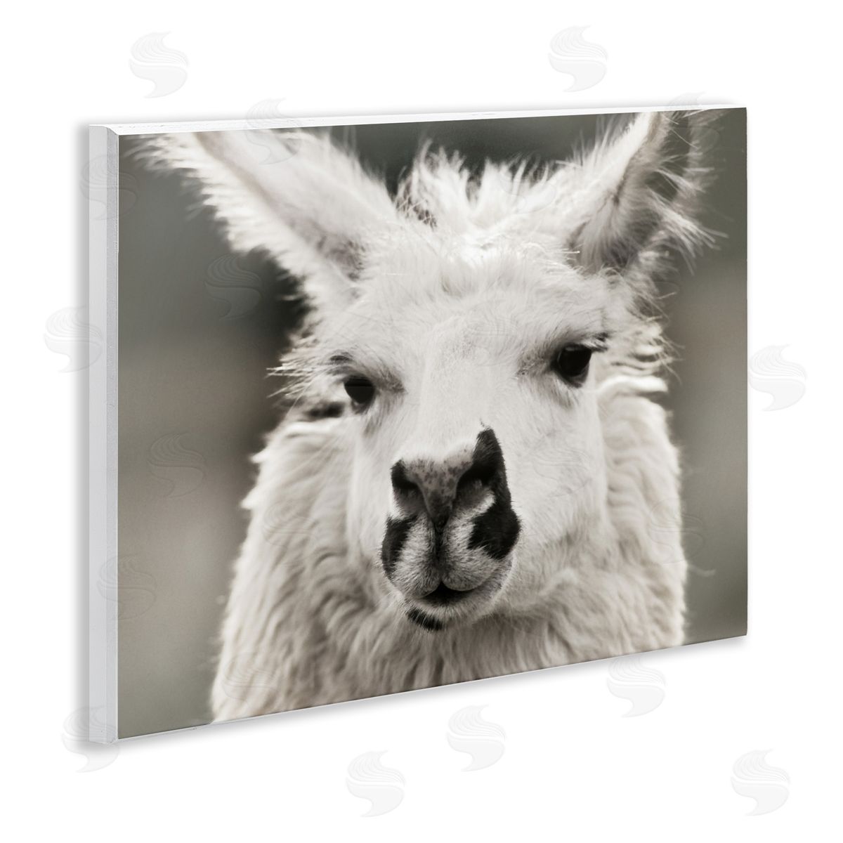 Llama Gazing Portrait Wood Plaque Wall Art, Home Decor by Danita Delimont