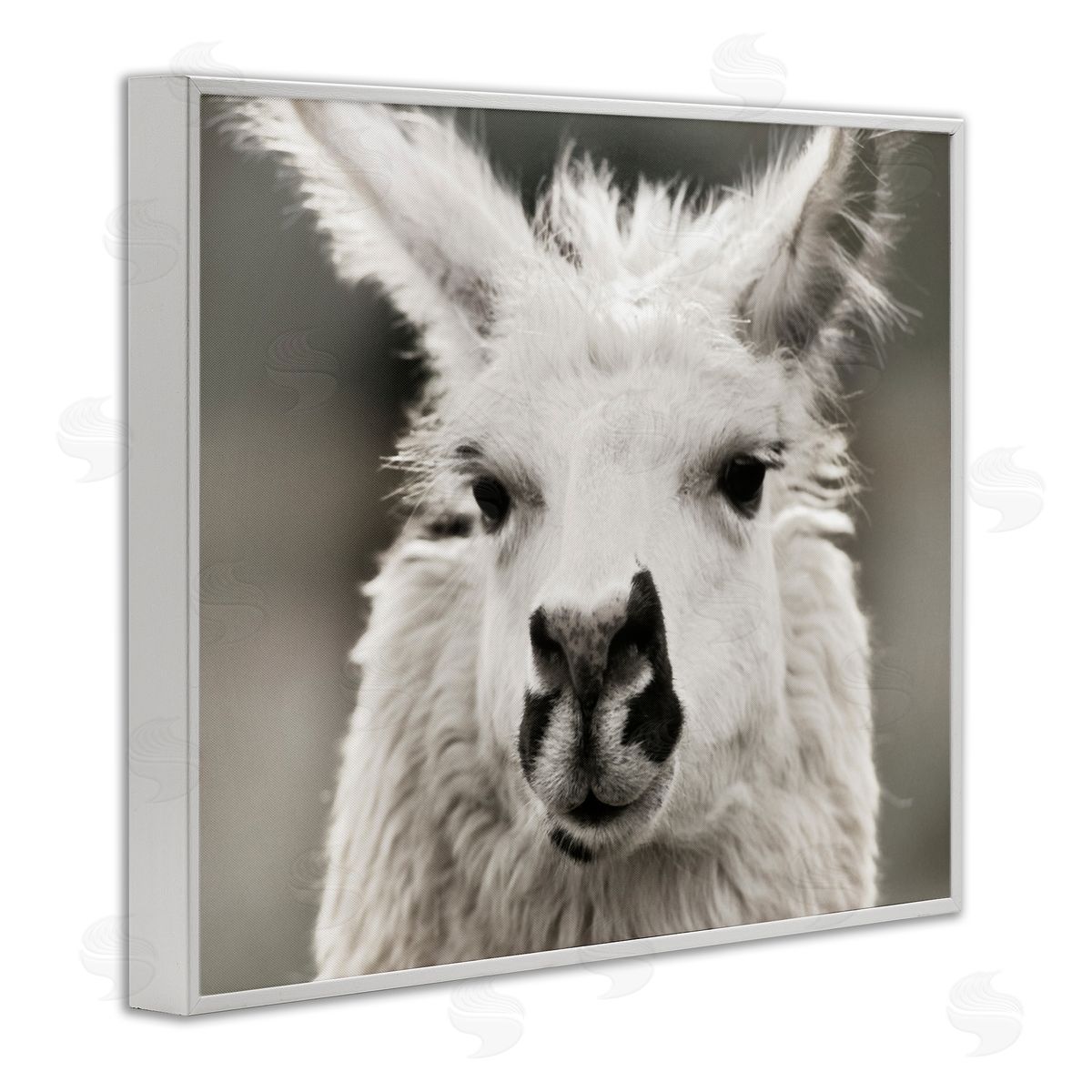 Llama Gazing Portrait White Frame Print Wall Art, Home Decor by Danita Delimont