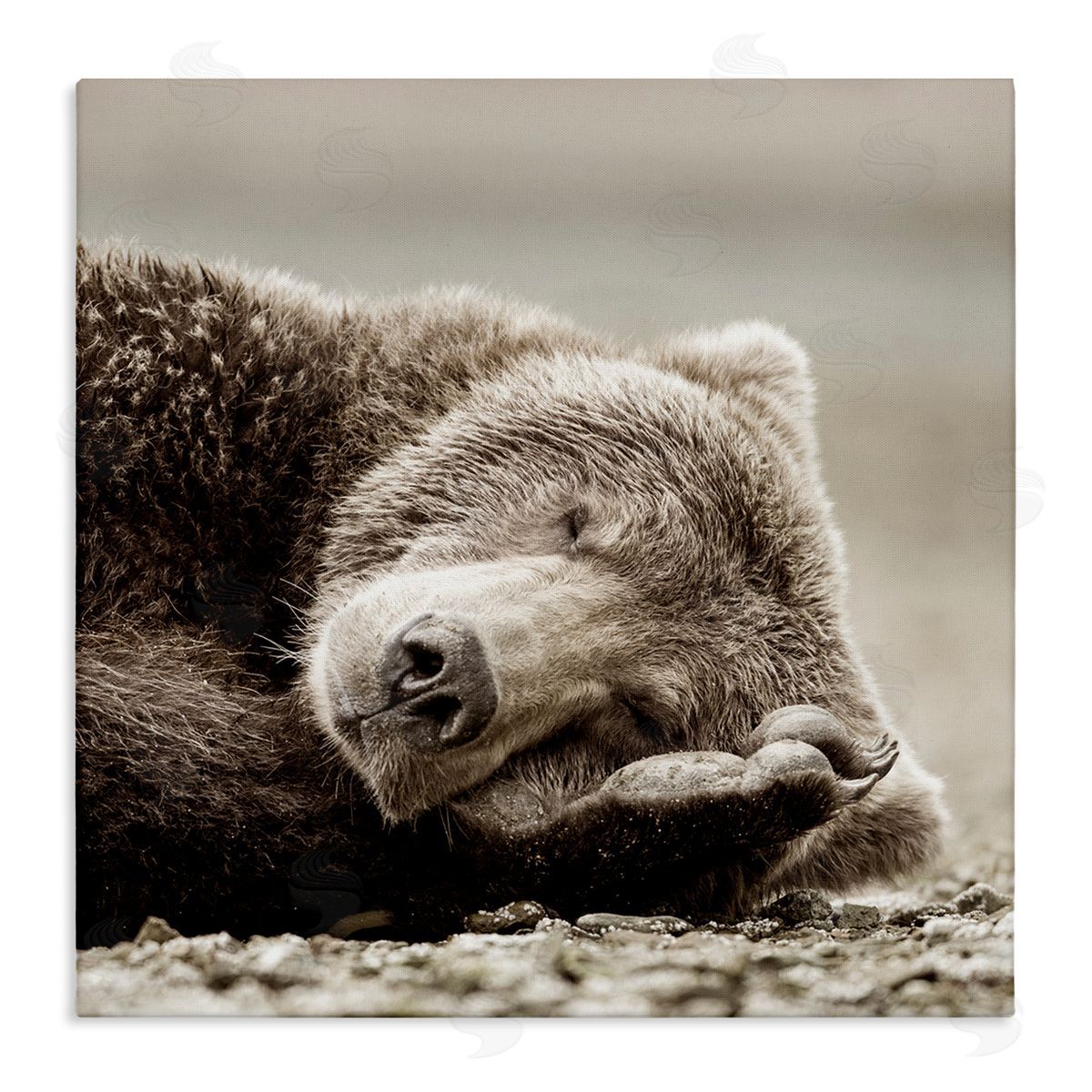 Cozy Sleeping Bear Canvas Wall Art, Home Decor by Danita Delimont