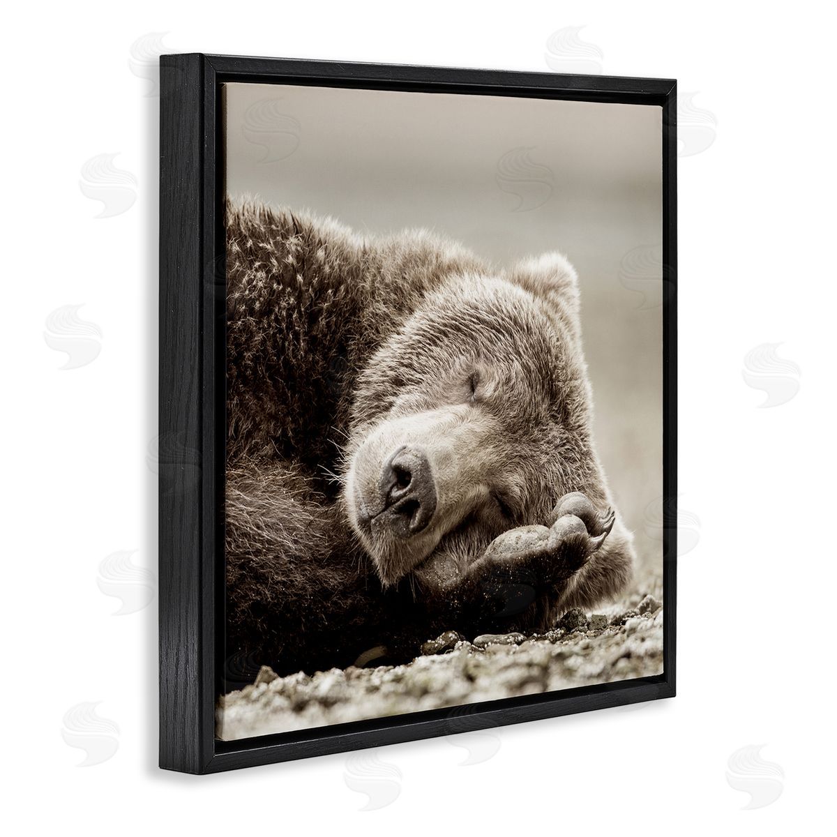 Cozy Sleeping Bear Black Floating Frame Canvas Wall Art, Home Decor by Danita Delimont