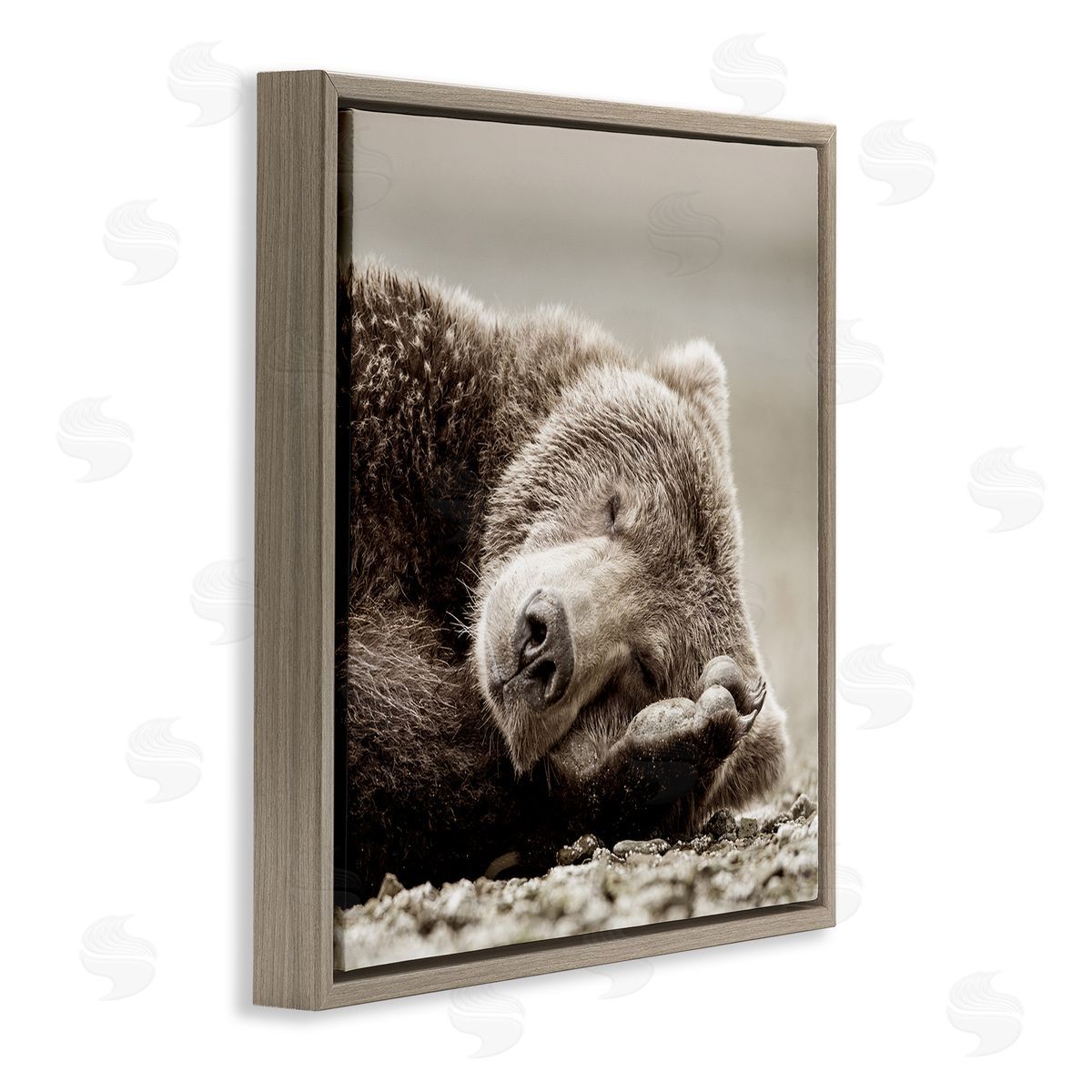 Cozy Sleeping Bear Brown Floating Frame Canvas Wall Art, Home Decor by Danita Delimont