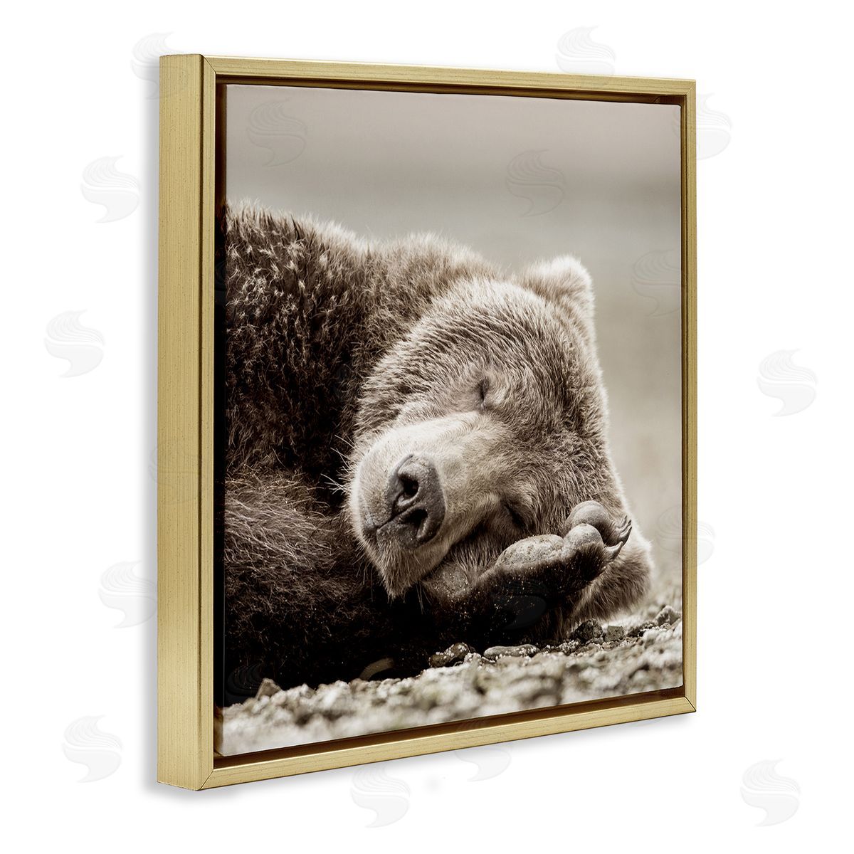 Cozy Sleeping Bear Gold Floating Frame Canvas Wall Art, Home Decor by Danita Delimont