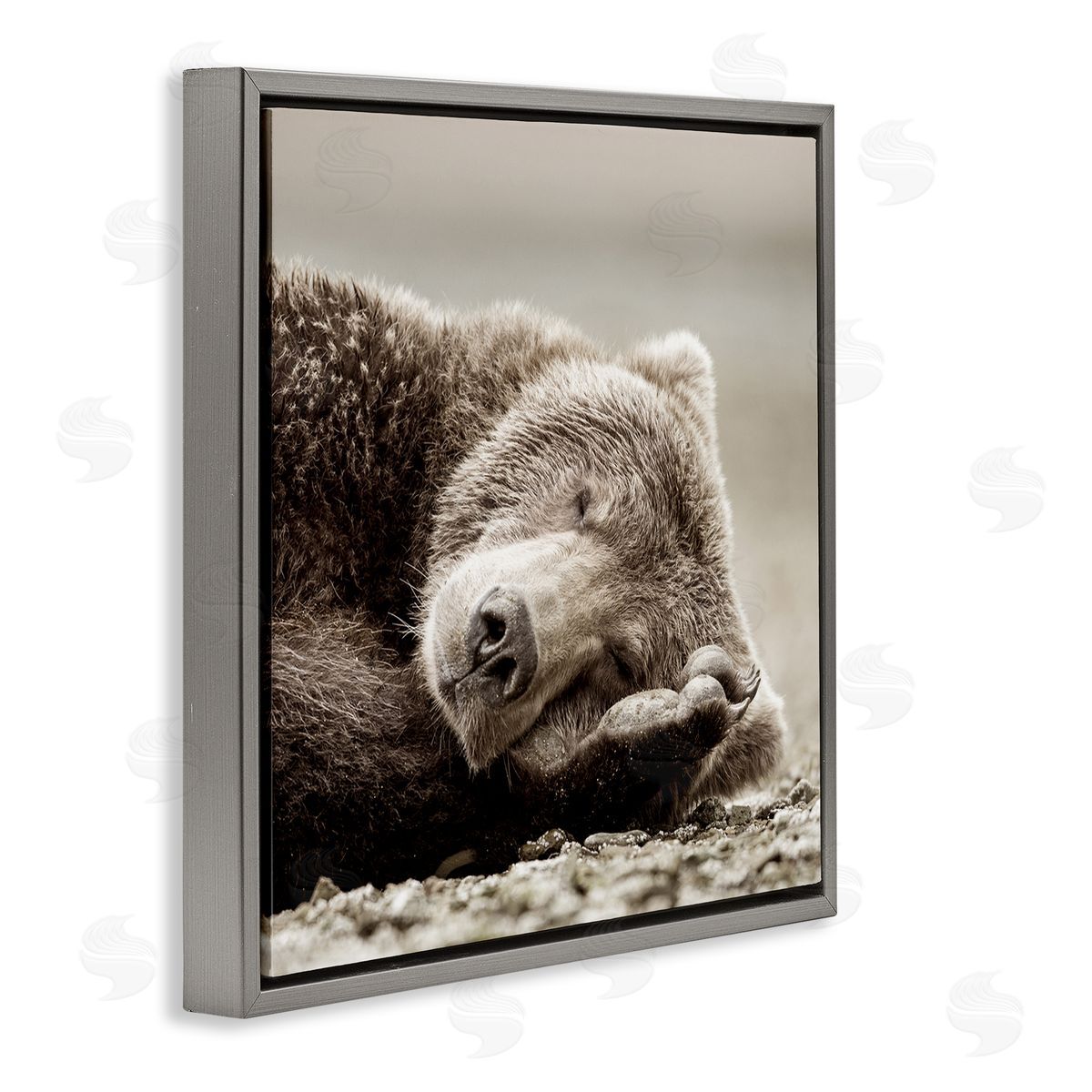 Cozy Sleeping Bear Grey Floating Frame Canvas Wall Art, Home Decor by Danita Delimont