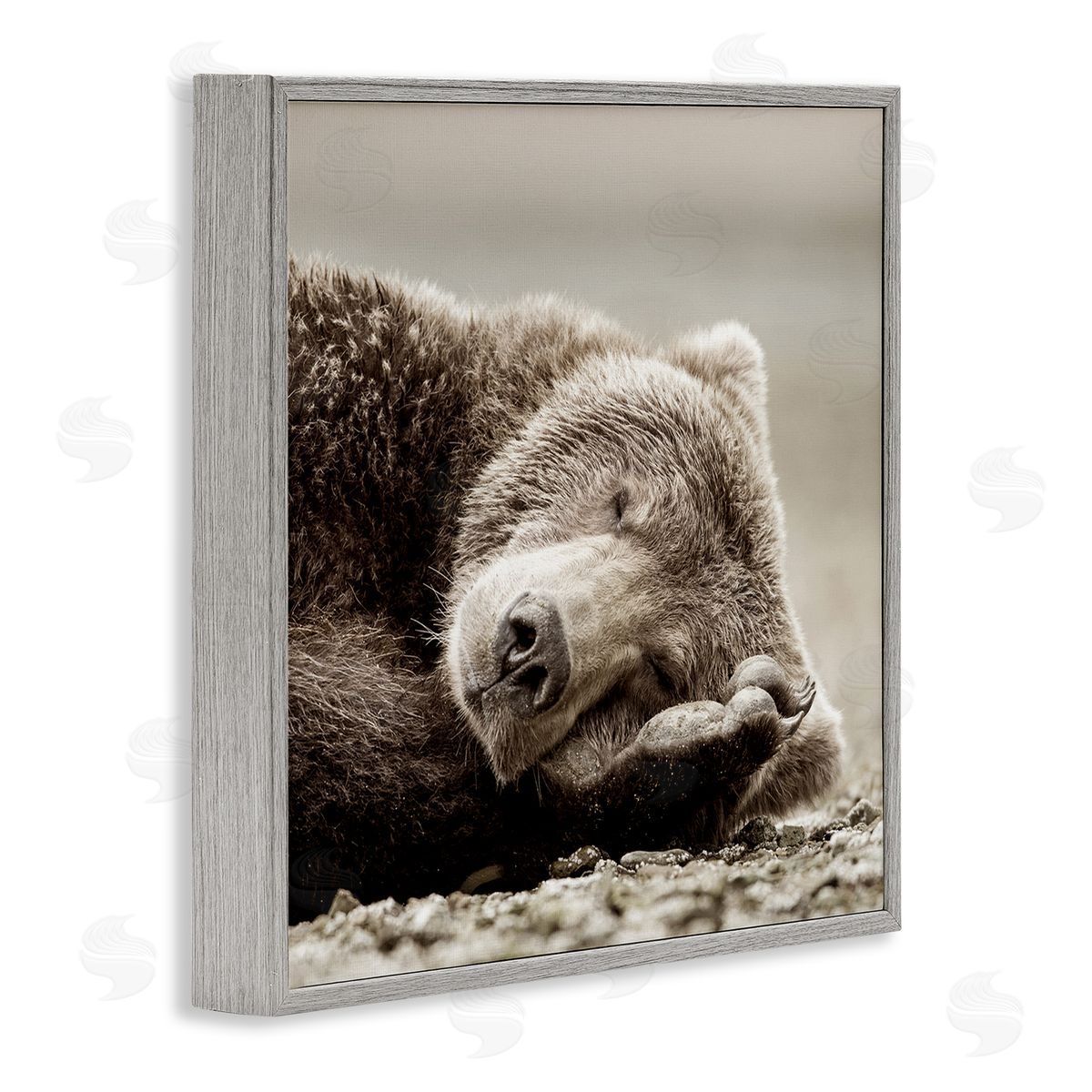 Cozy Sleeping Bear Grey Frame Print Wall Art, Home Decor by Danita Delimont
