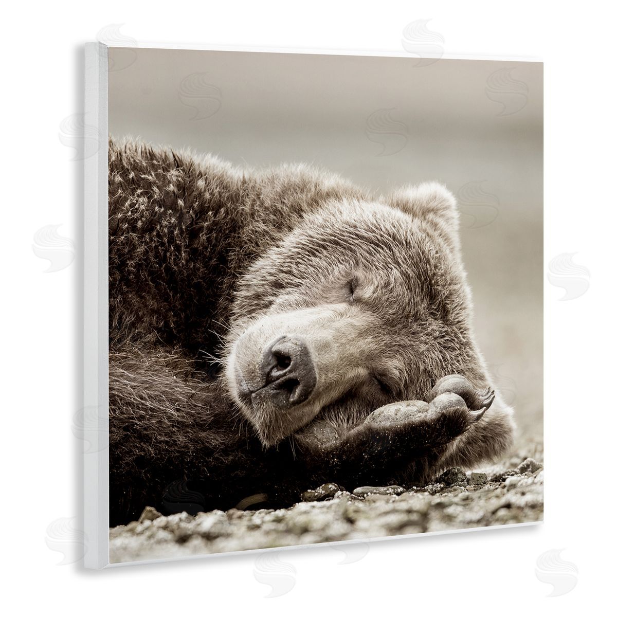 Cozy Sleeping Bear Wood Plaque Wall Art, Home Decor by Danita Delimont