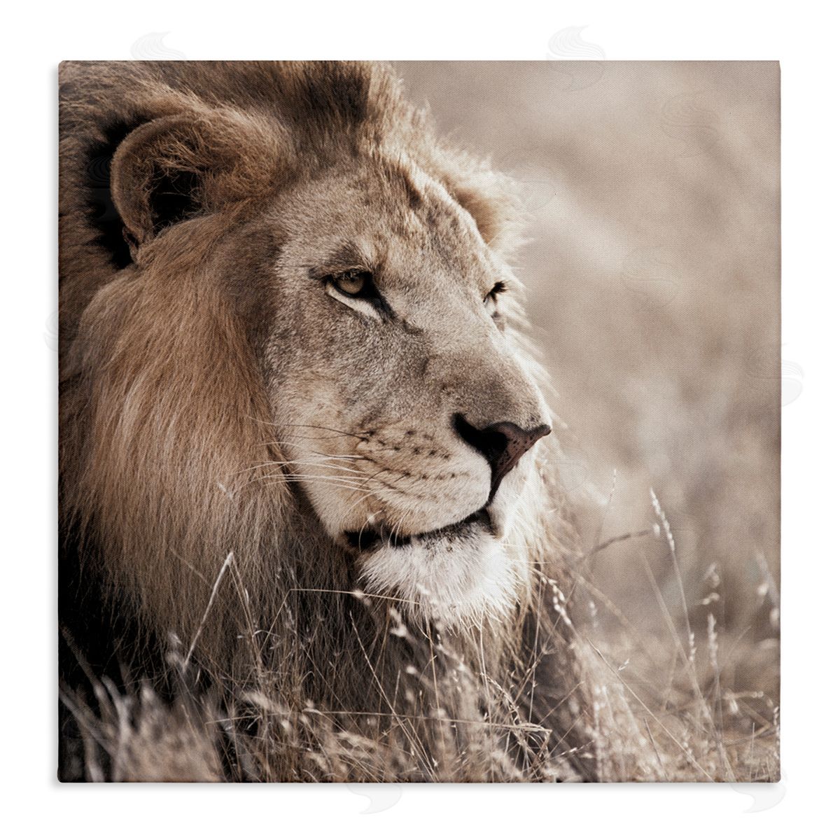 Strong Gazing Lion Canvas Wall Art, Home Decor by Danita Delimont