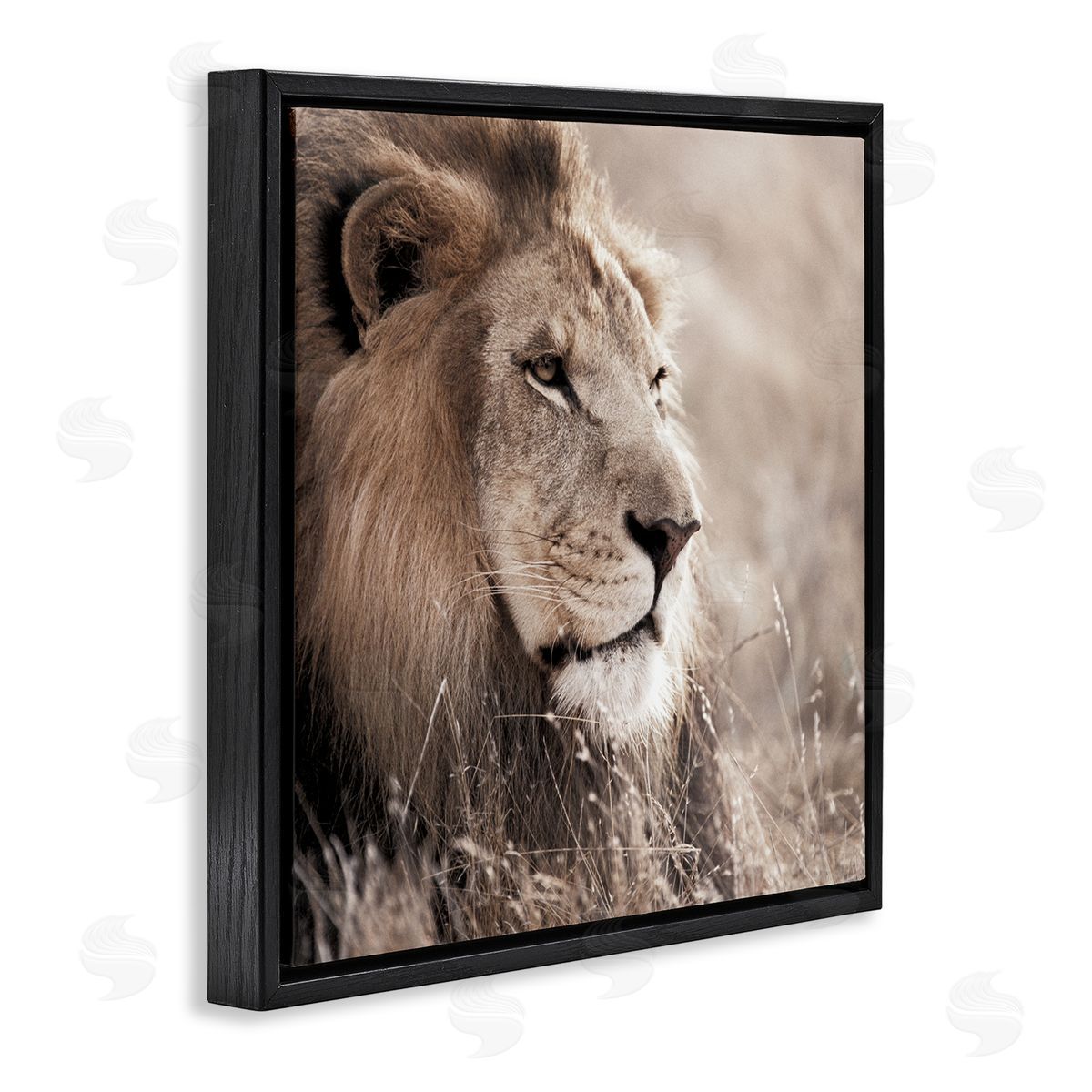 Strong Gazing Lion Black Floating Frame Canvas Wall Art, Home Decor by Danita Delimont