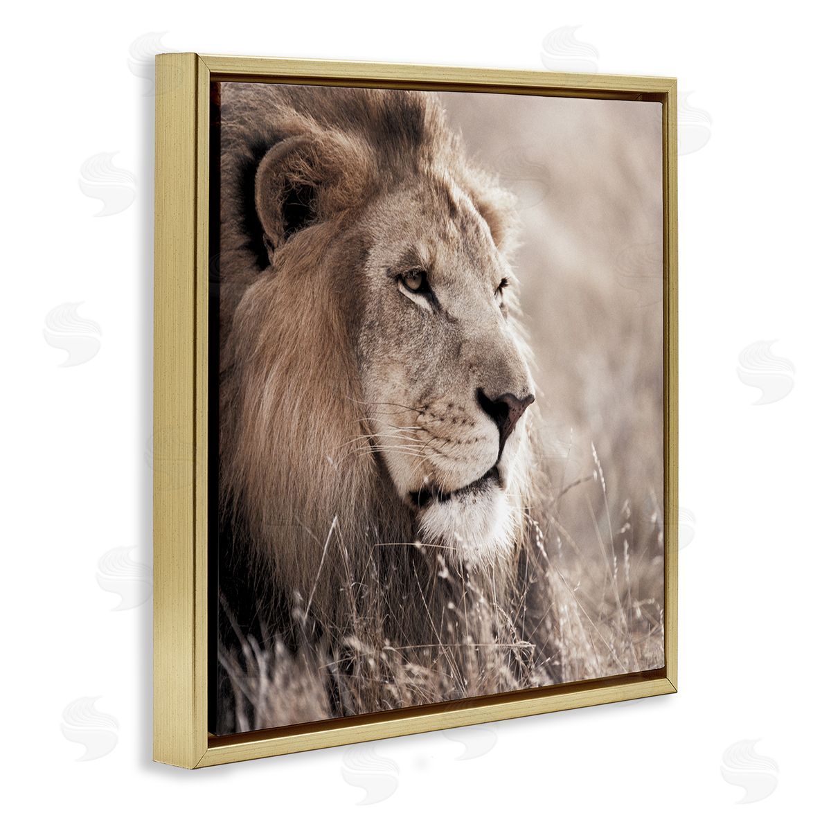 Strong Gazing Lion Gold Floating Frame Canvas Wall Art, Home Decor by Danita Delimont