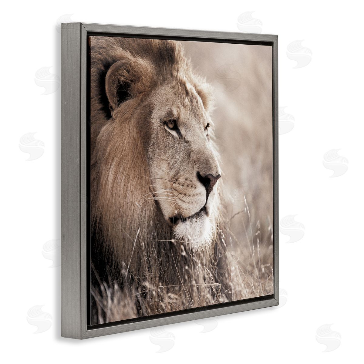 Strong Gazing Lion Grey Floating Frame Canvas Wall Art, Home Decor by Danita Delimont