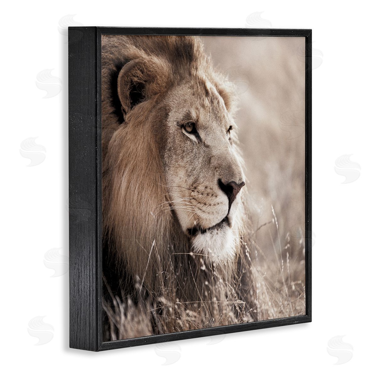 Strong Gazing Lion Black Frame Print Wall Art, Home Decor by Danita Delimont