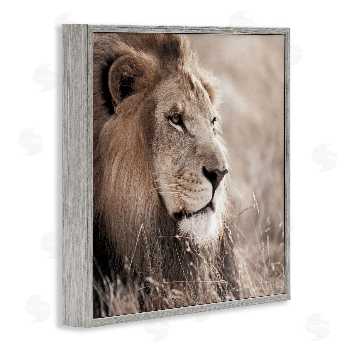Strong Gazing Lion Grey Frame Print Wall Art, Home Decor by Danita Delimont