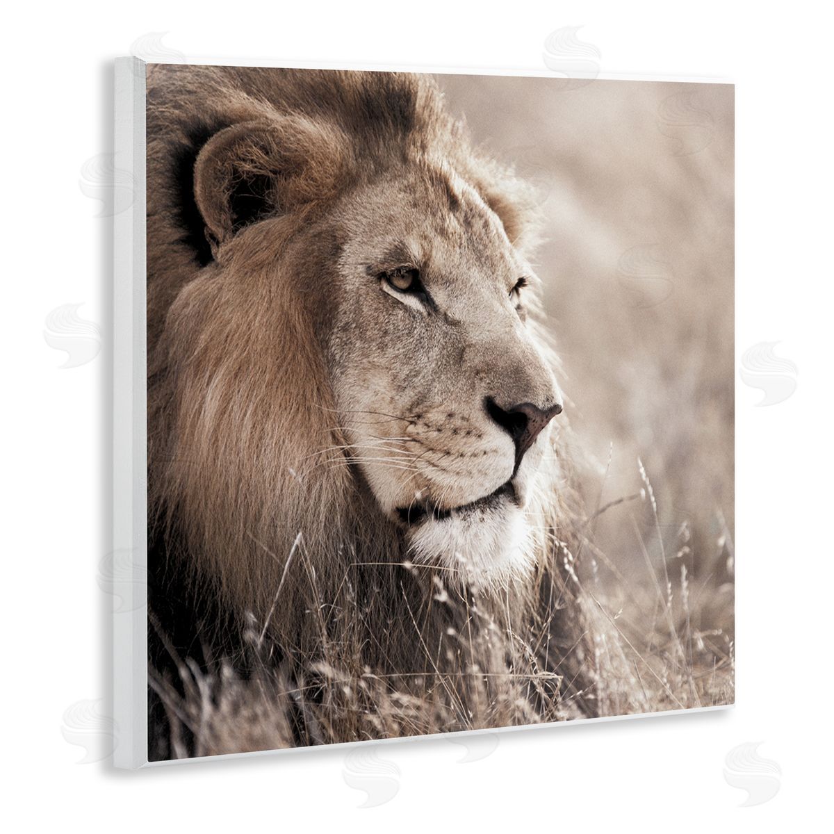 Strong Gazing Lion Wood Plaque Wall Art, Home Decor by Danita Delimont
