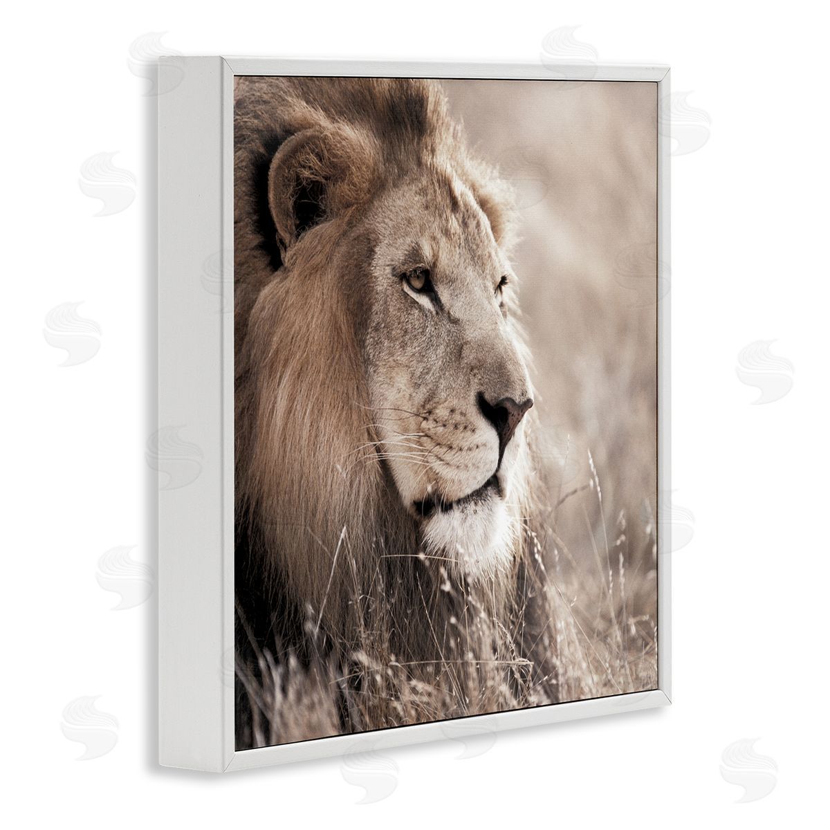 Strong Gazing Lion White Frame Print Wall Art, Home Decor by Danita Delimont