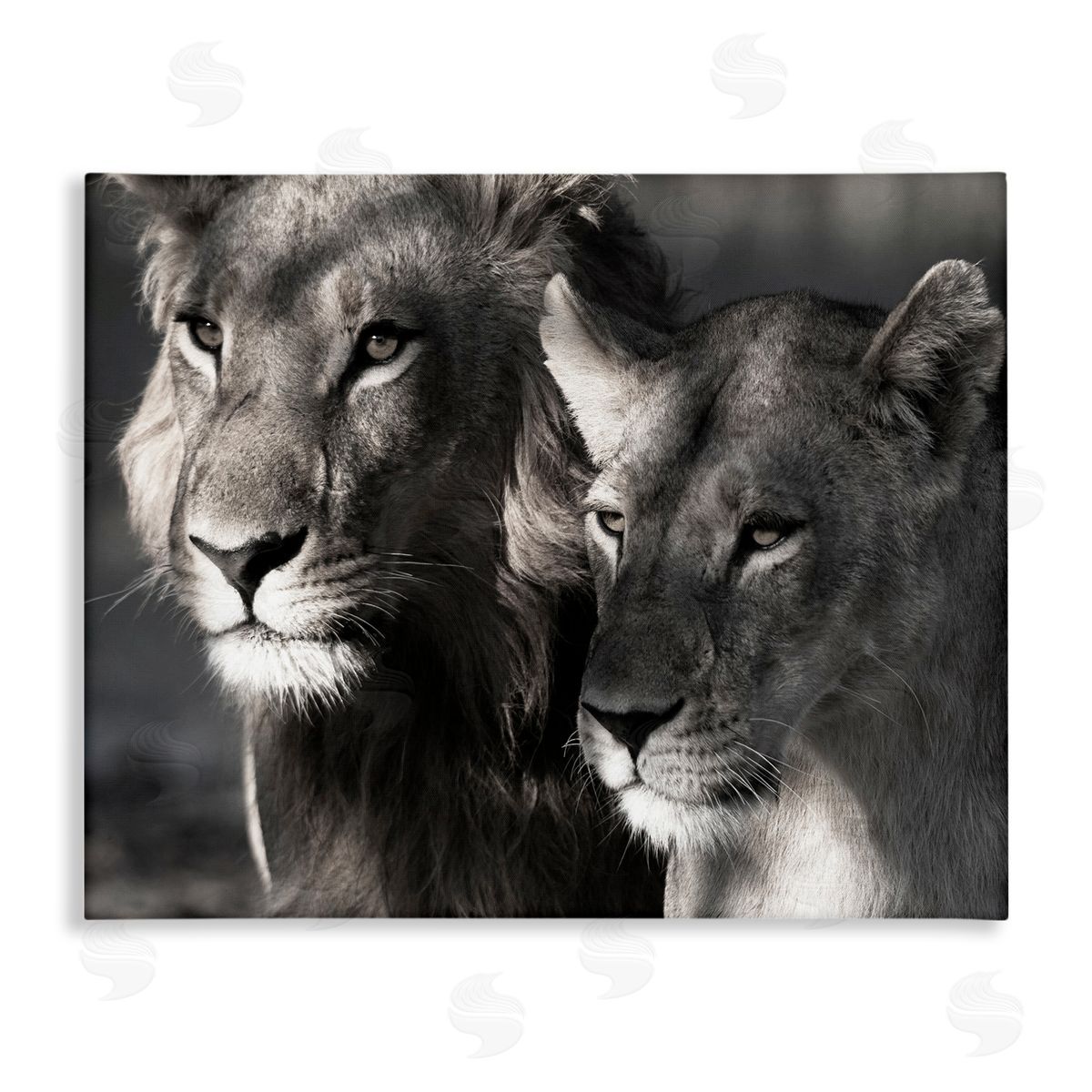 Strong Lion and Lioness Canvas Wall Art, Home Decor by Danita Delimont
