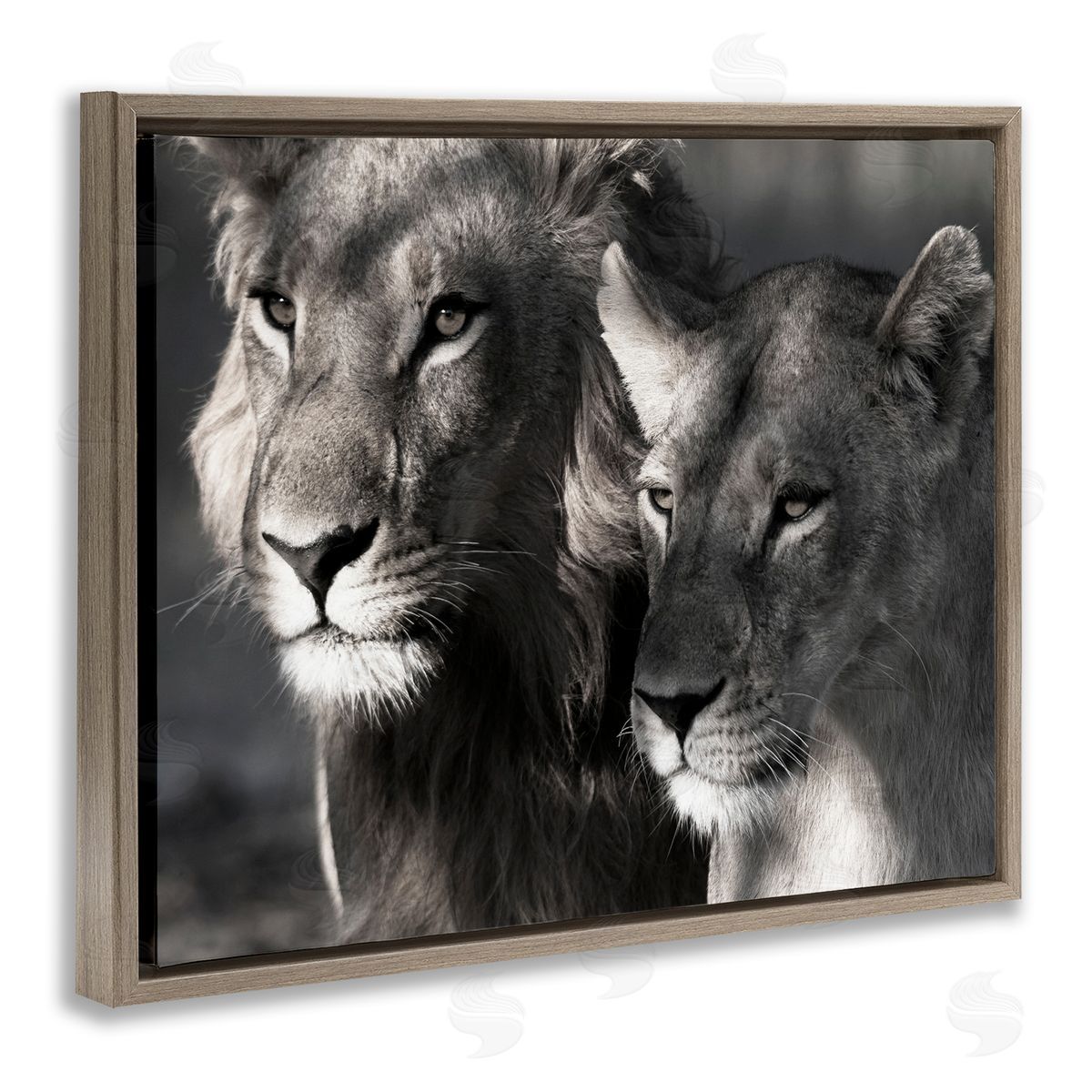 Strong Lion and Lioness Brown Floating Frame Canvas Wall Art, Home Decor by Danita Delimont
