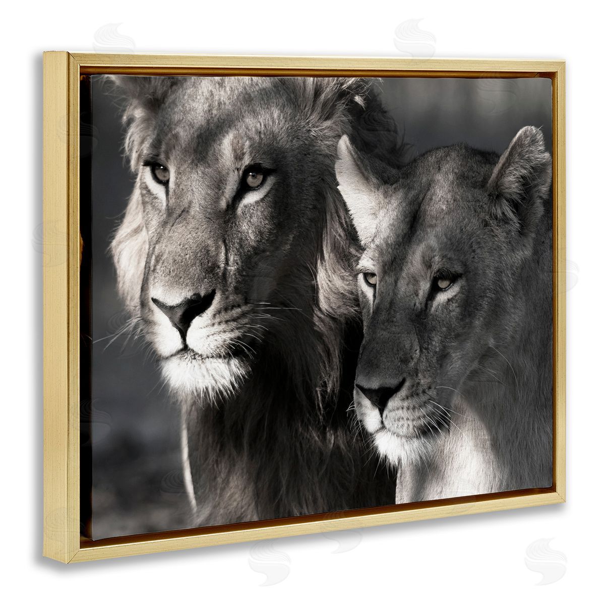 Strong Lion and Lioness Gold Floating Frame Canvas Wall Art, Home Decor by Danita Delimont
