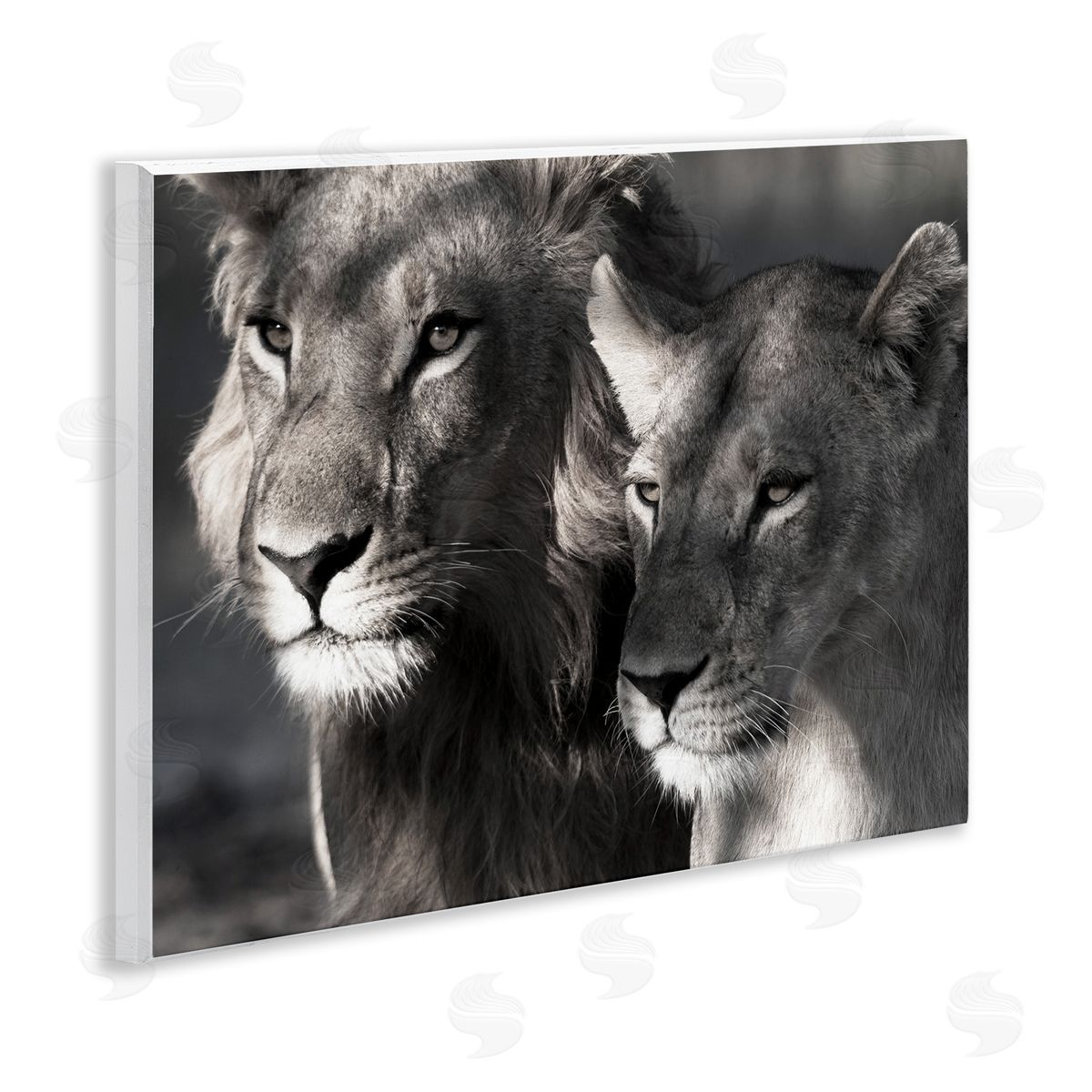 Strong Lion and Lioness Wood Plaque Wall Art, Home Decor by Danita Delimont