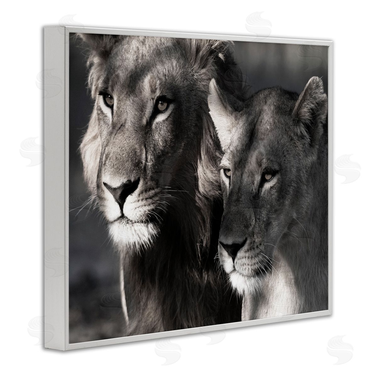 Strong Lion and Lioness White Frame Print Wall Art, Home Decor by Danita Delimont