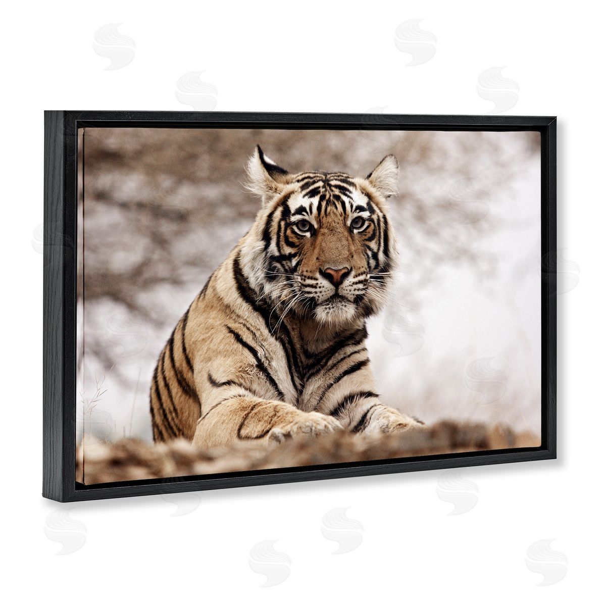 Strong Tiger Atop Hill Black Floating Frame Canvas Wall Art, Home Decor by Danita Delimont